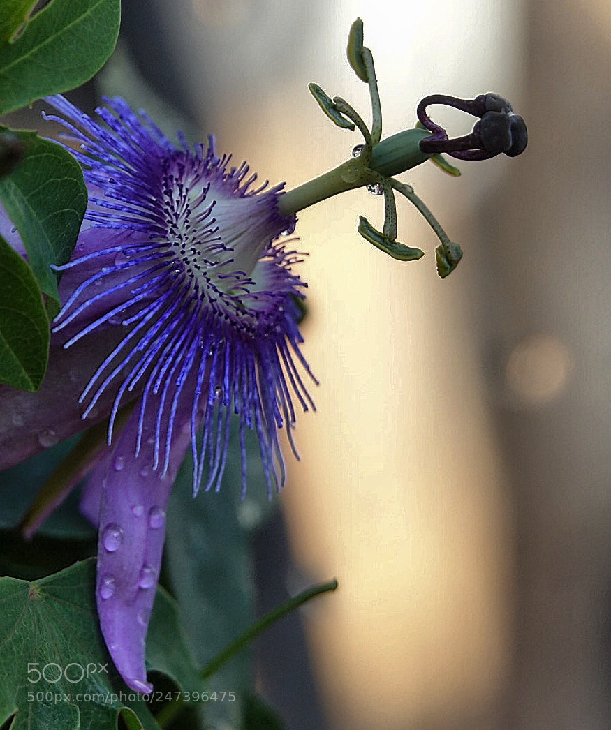 Sony Cyber-shot DSC-RX10 III sample photo. A passion flower.. photography