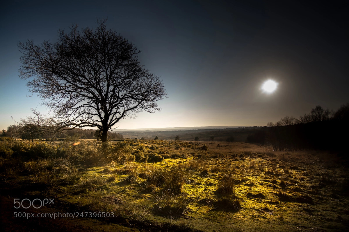 Nikon D7100 sample photo. Ashdown forest sunset photography
