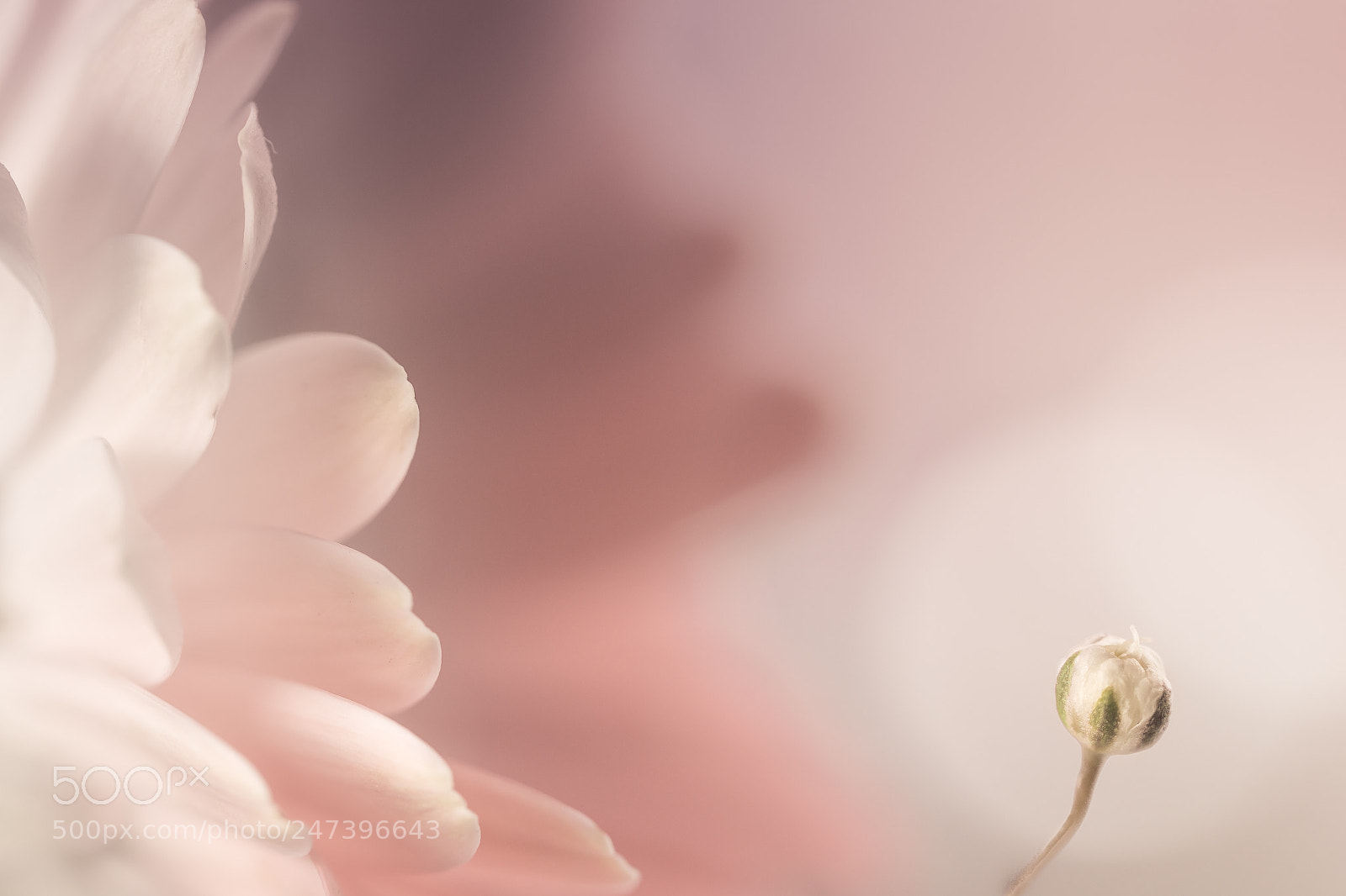 Olympus OM-D E-M10 II sample photo. Little sweetness photography