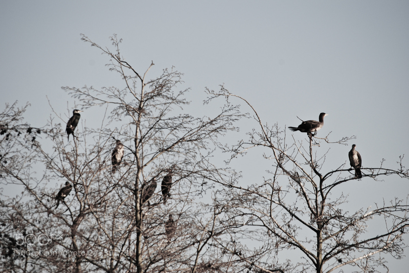 Nikon D3000 sample photo. Royalty photography