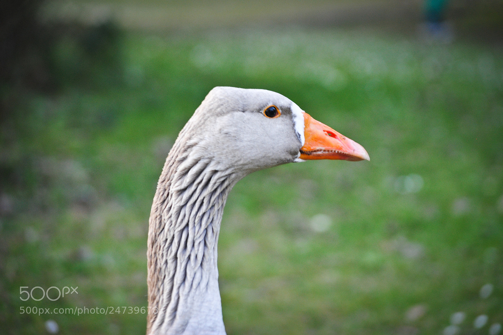 Nikon D3000 sample photo. Turn photography