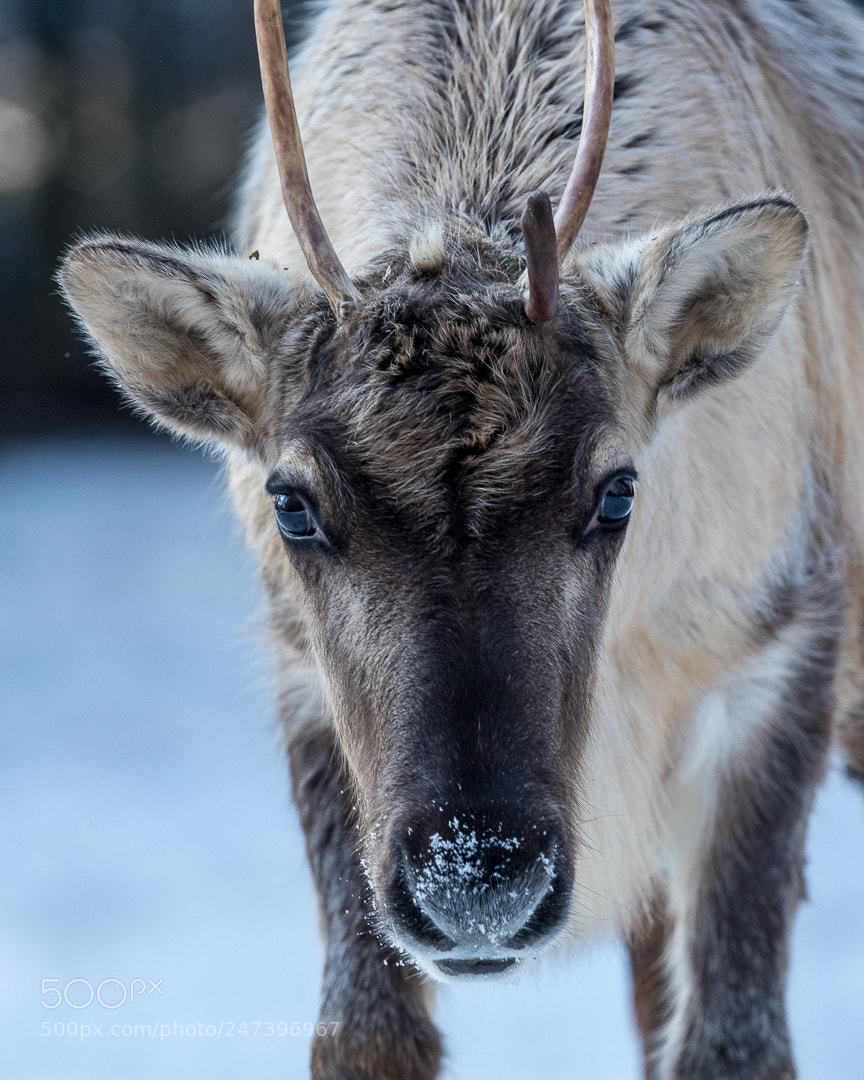 Nikon D500 sample photo. The white nose reindeer photography