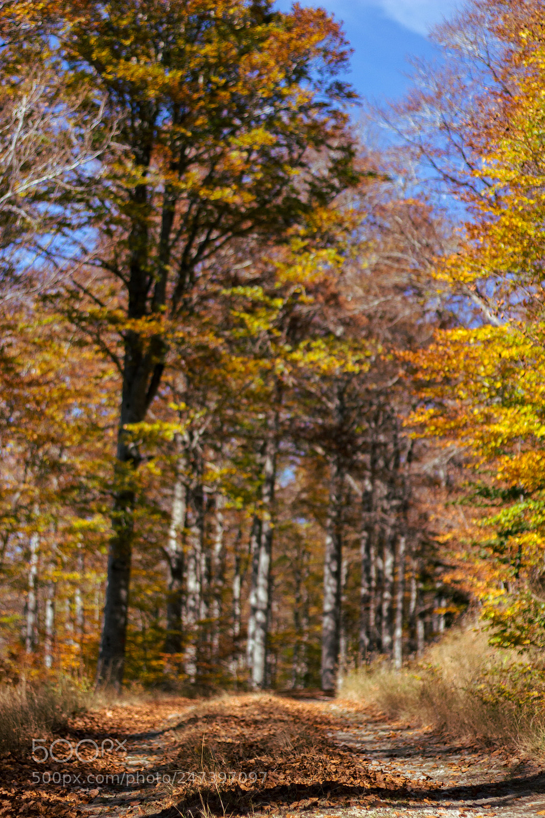 Canon EOS 100D (EOS Rebel SL1 / EOS Kiss X7) sample photo. Autumn path photography