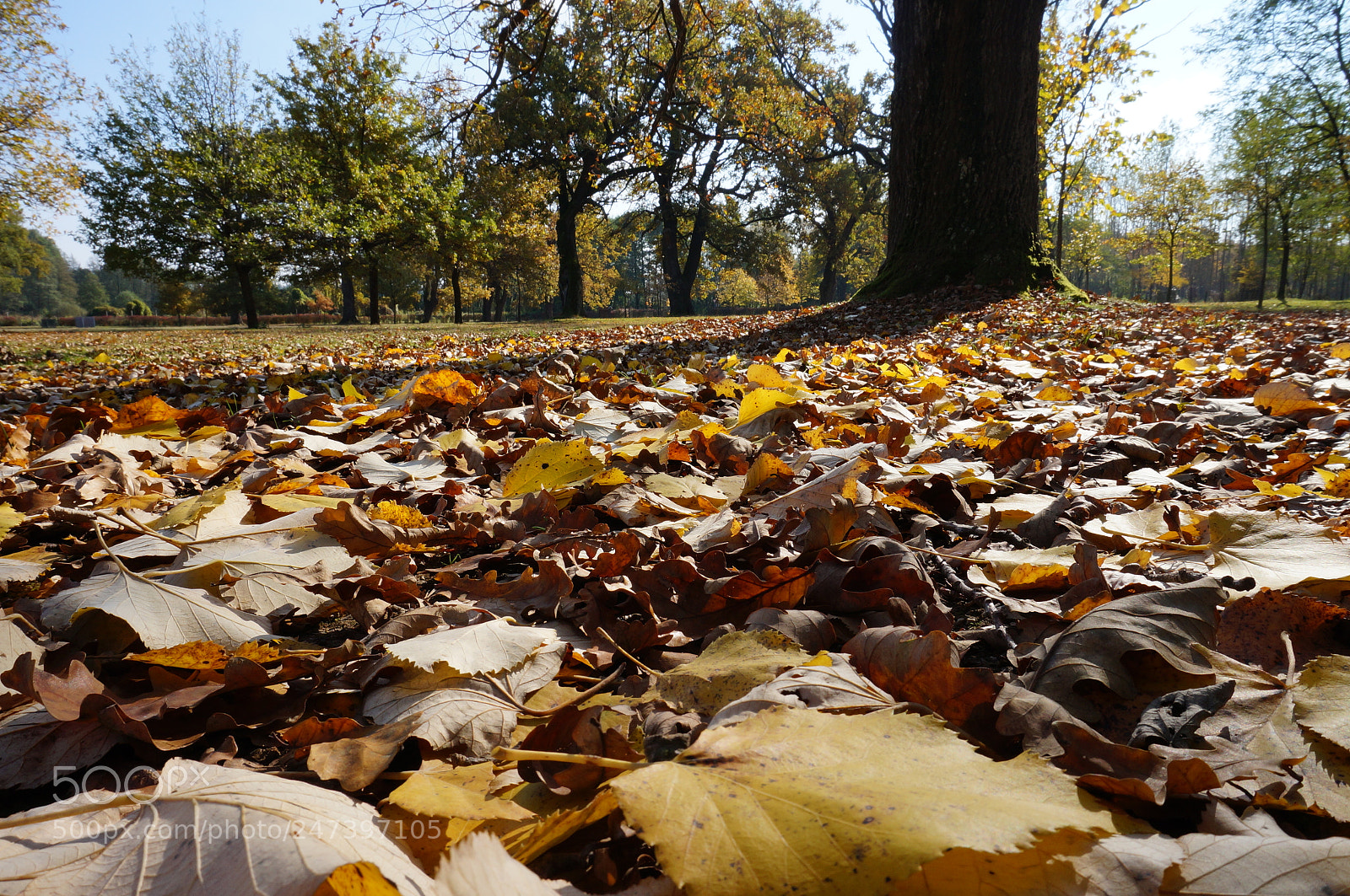 Sony Alpha NEX-3N sample photo. Like a squirrel photography