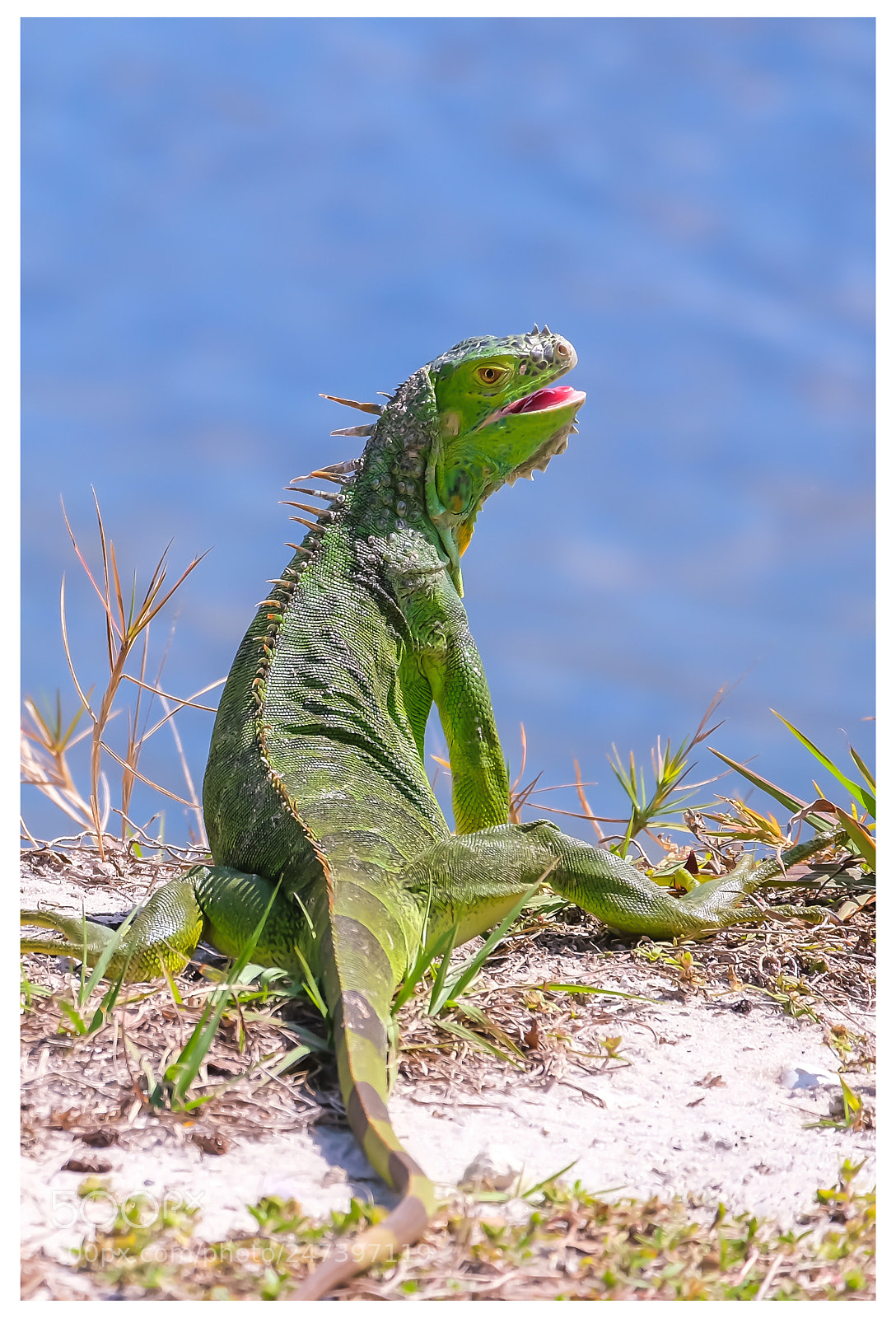 Fujifilm X-T10 sample photo. South florida summer photography