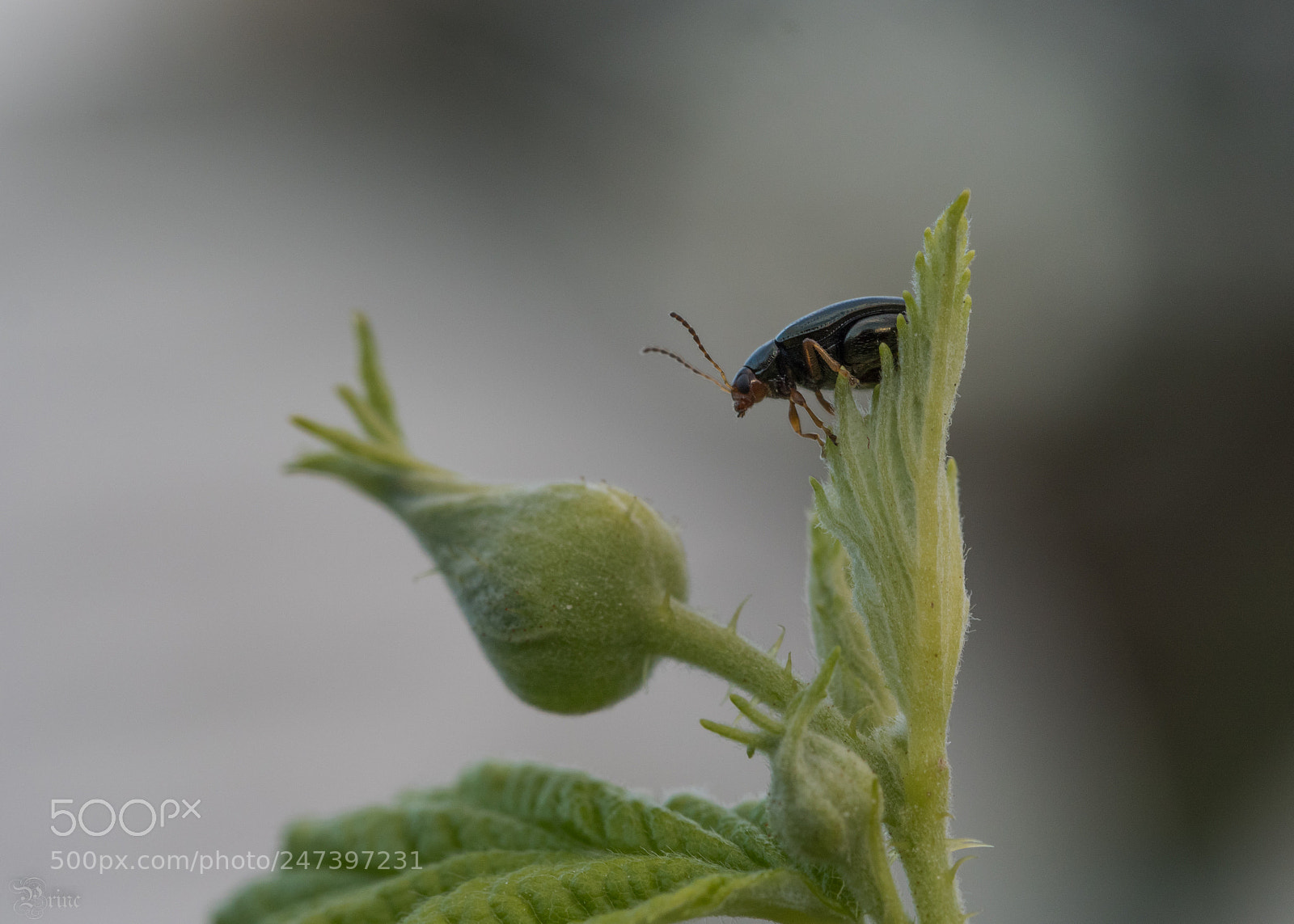Olympus PEN-F sample photo. Beetle photography