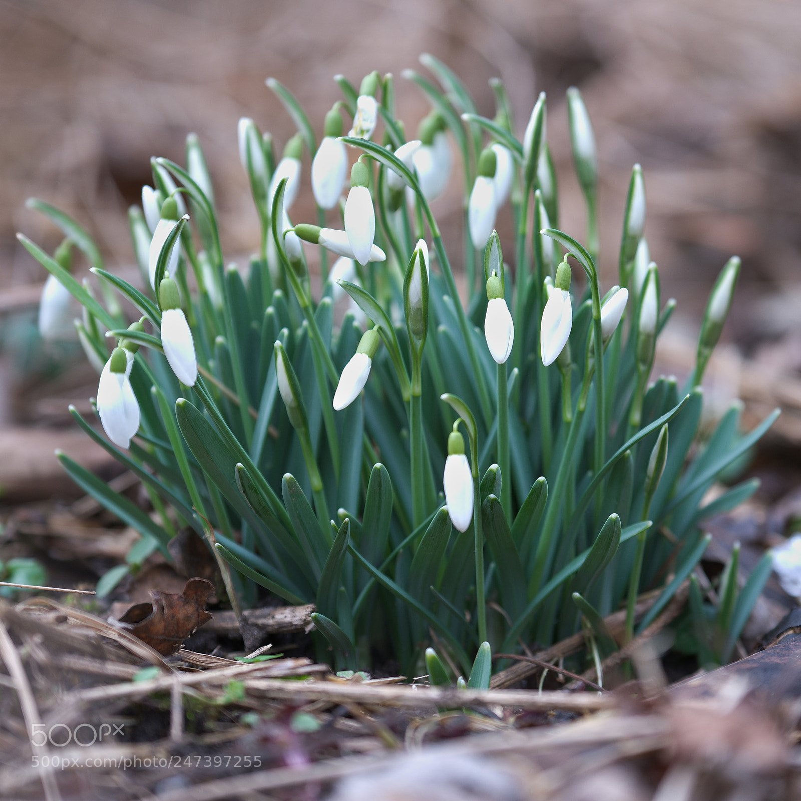 Fujifilm X-T20 sample photo. Snowdrop photography