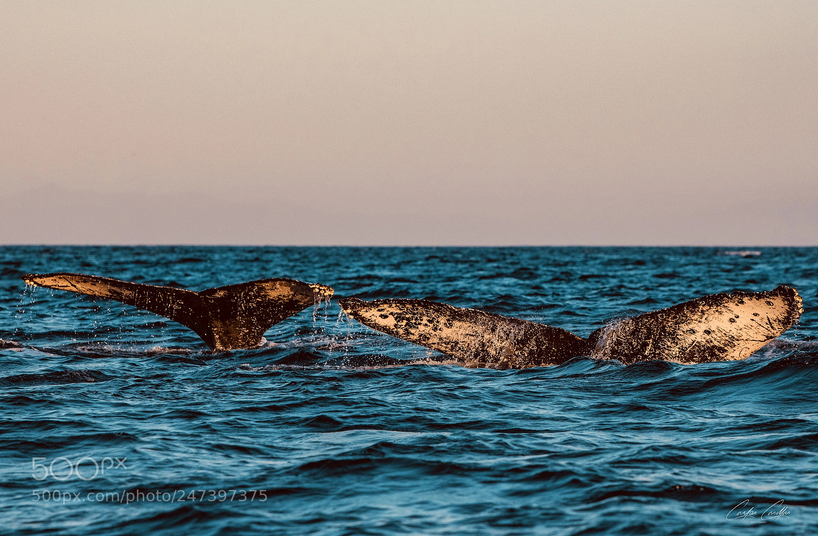 Nikon D850 sample photo. Double whale photography