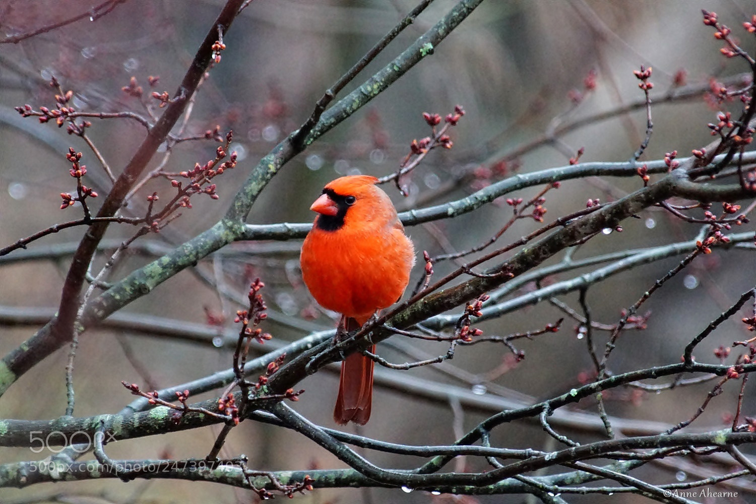 Sony ILCA-77M2 sample photo. Northern cardinal on a photography