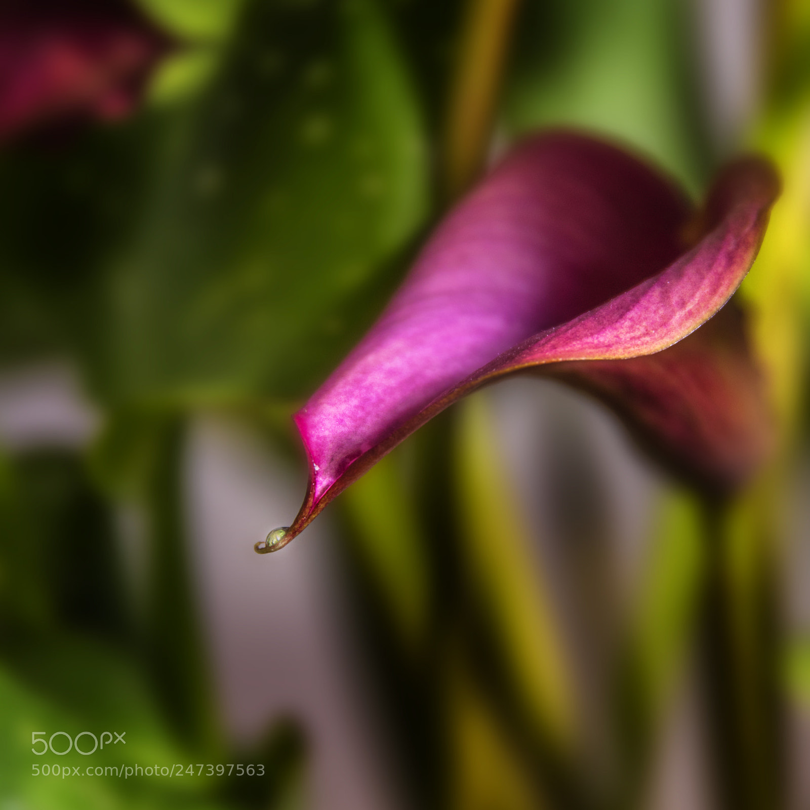 Canon EOS 80D sample photo. Calla in red photography