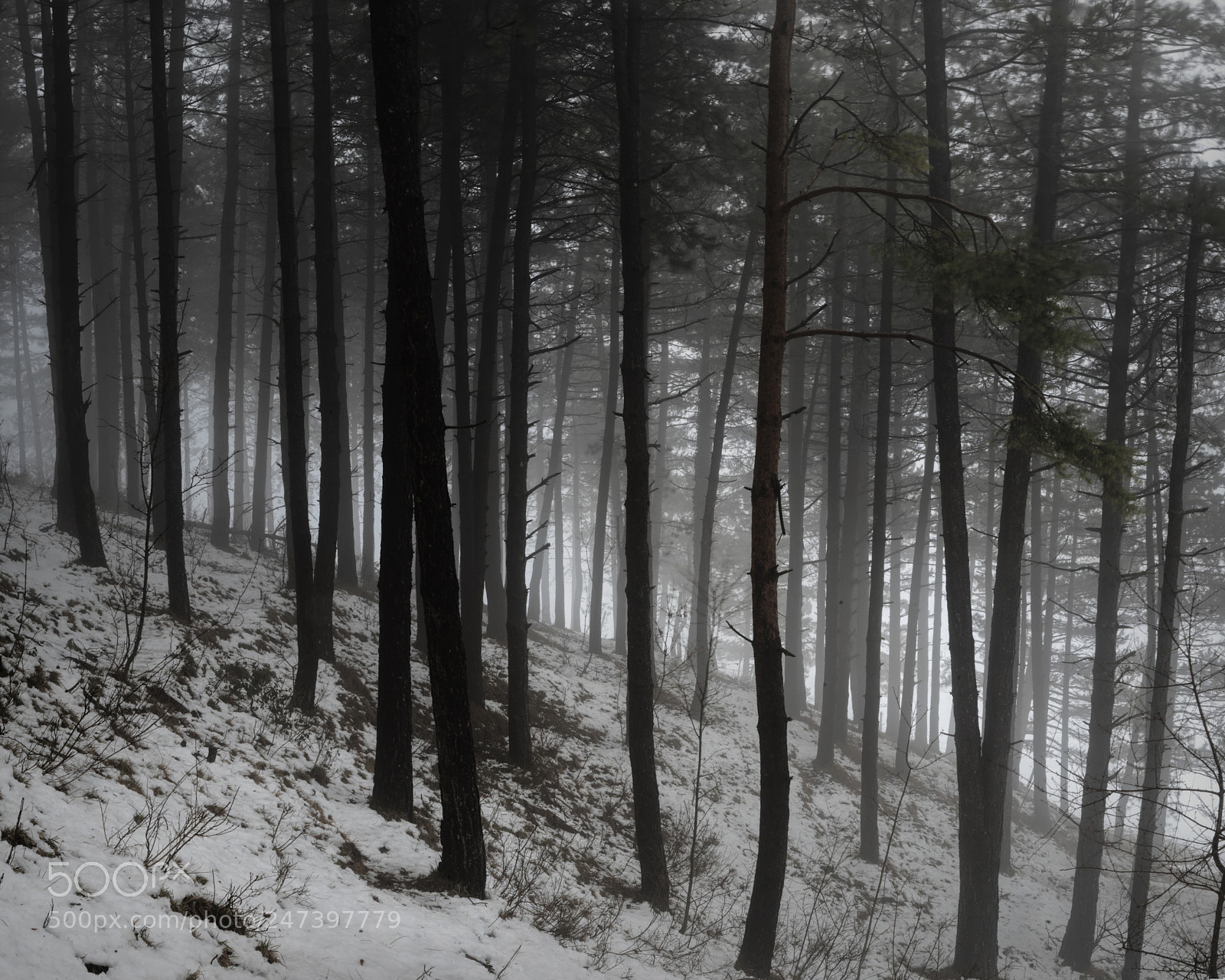 Pentax K-1 sample photo. Forest in the fog photography
