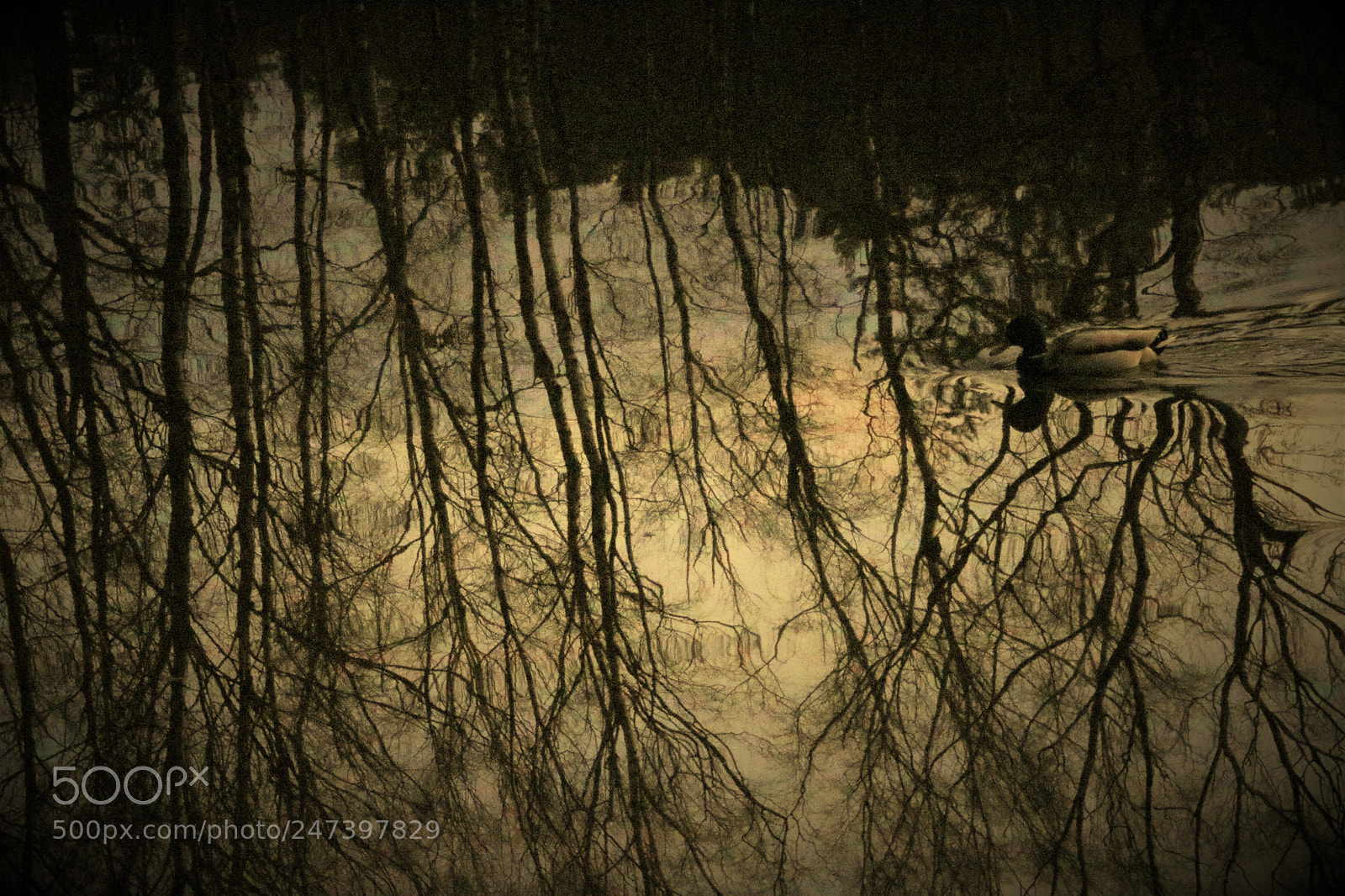 Canon EOS 760D (EOS Rebel T6s / EOS 8000D) sample photo. Duck in the trees photography