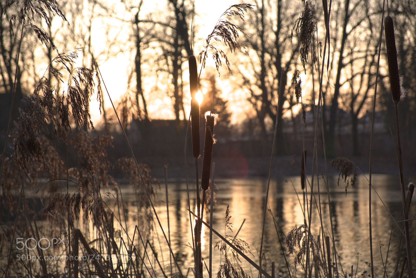 Fujifilm X-T20 sample photo. Typha photography
