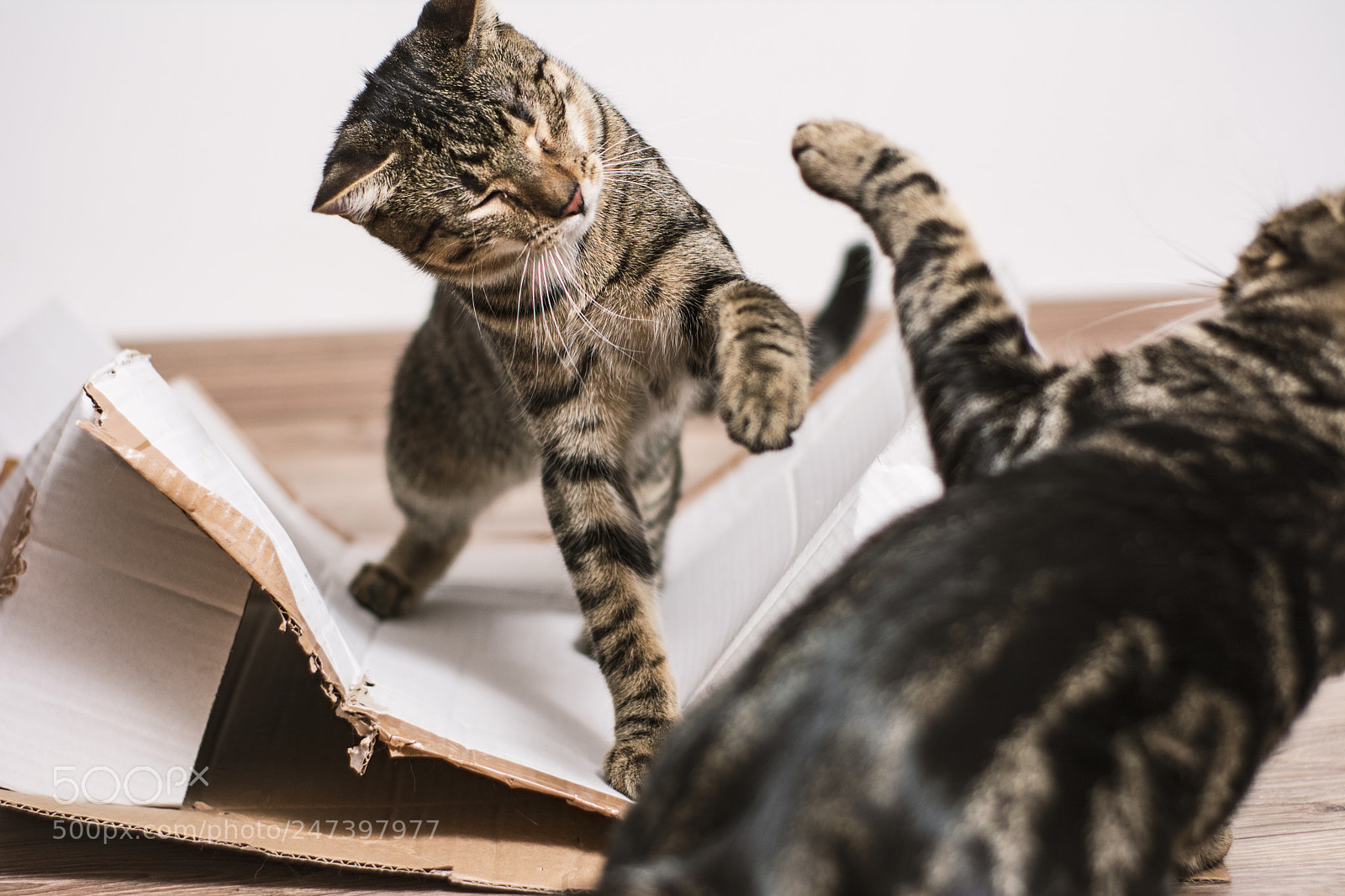 Nikon D5200 sample photo. Paws fight photography