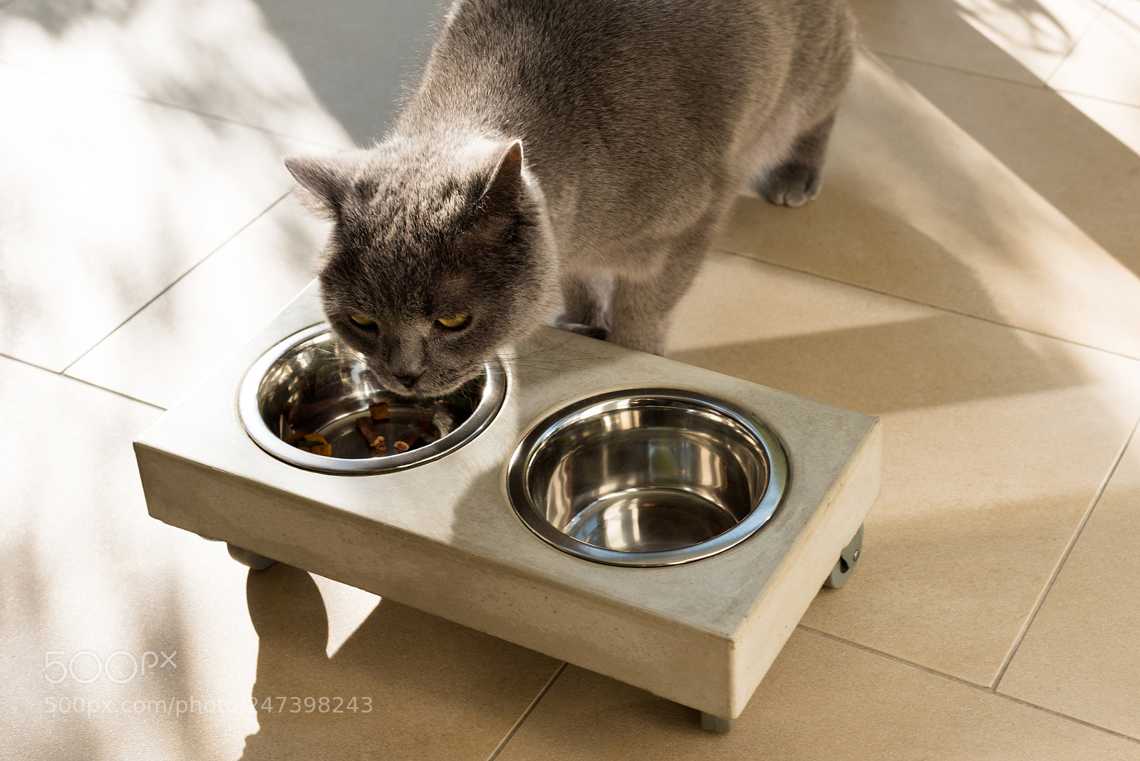 Nikon D810 sample photo. Beautiful cat eating out photography