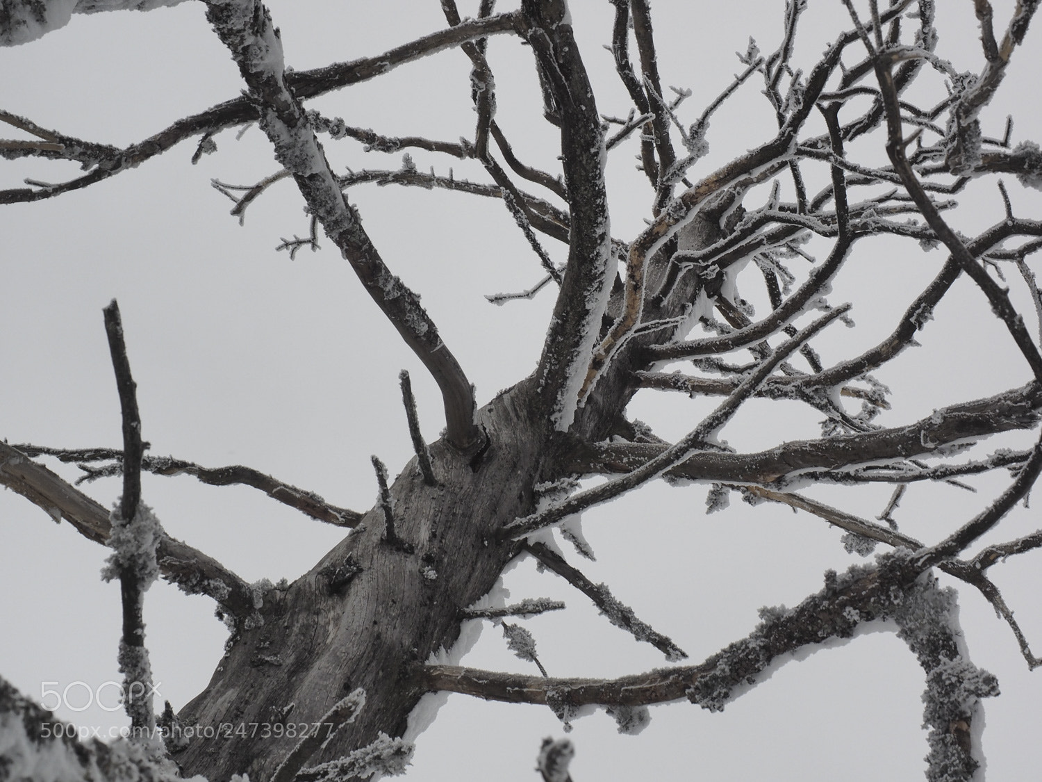 Olympus OM-D E-M1 sample photo. Winter photography