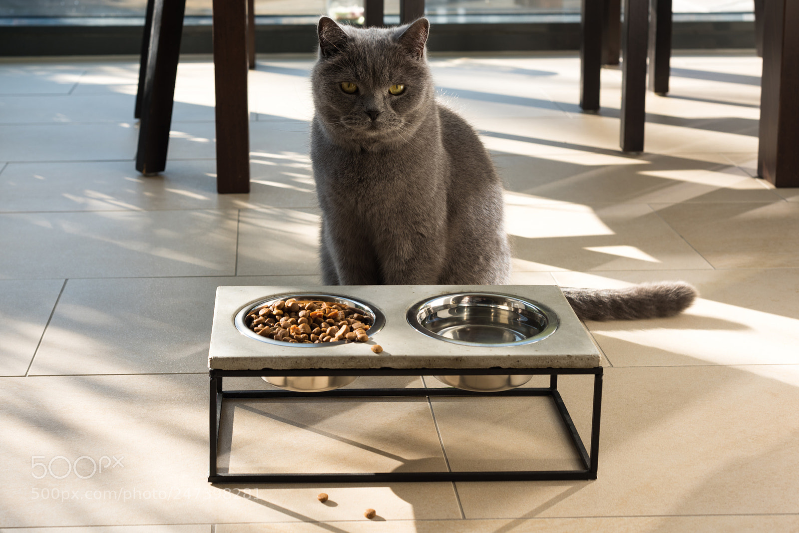 Nikon D810 sample photo. Beautiful cat sitting in photography