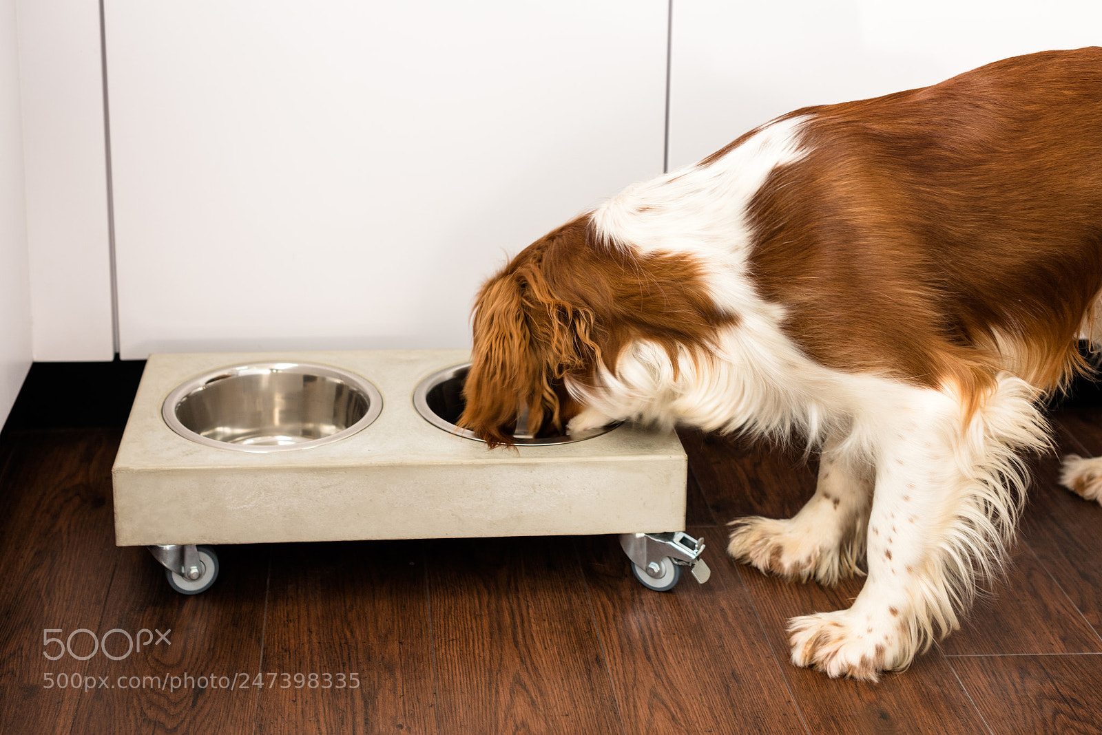 Nikon D810 sample photo. Springer spaniel eating photography