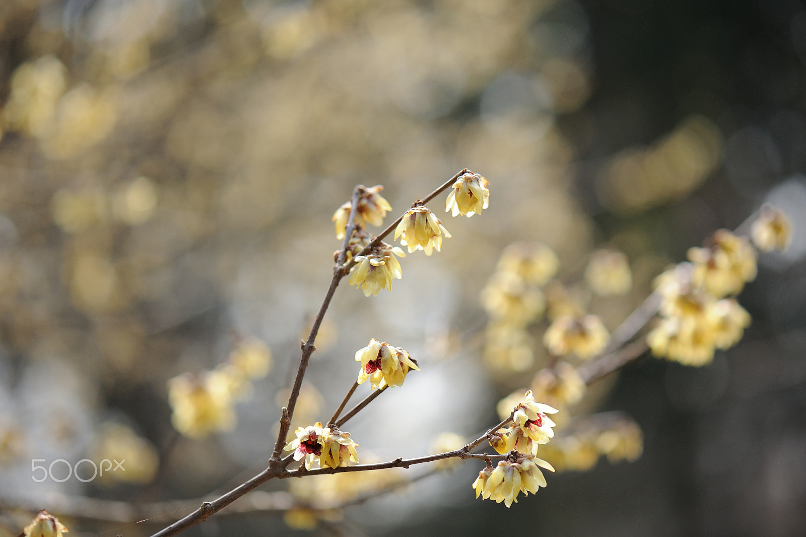 Nikon AF-S Micro-Nikkor 105mm F2.8G IF-ED VR sample photo. Dh0174 photography