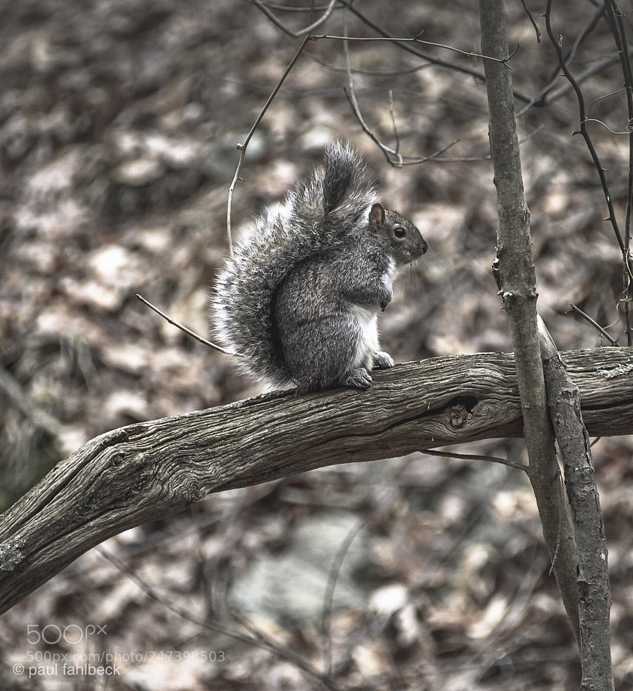 Nikon D7200 sample photo. Trail friend photography