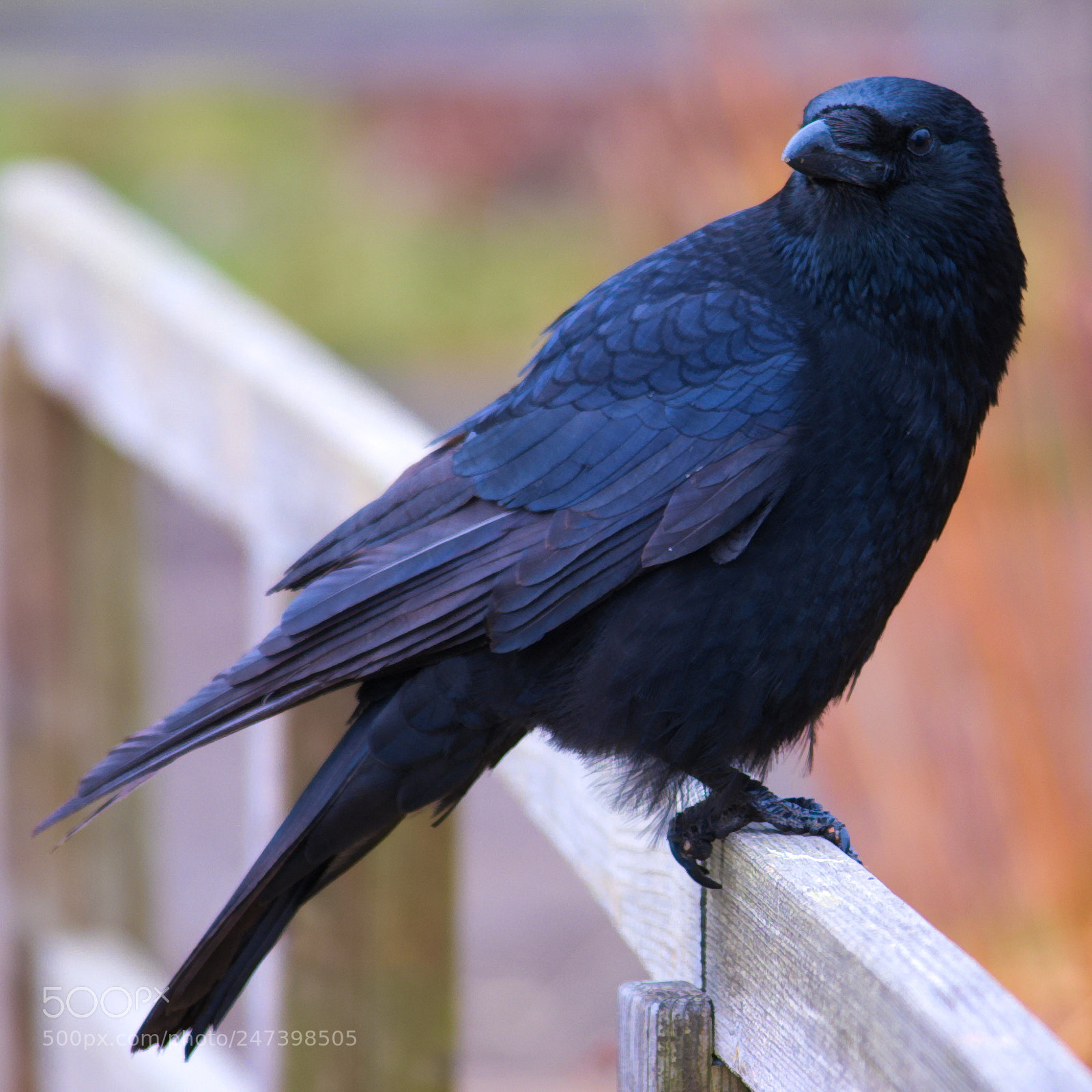 Fujifilm X-T20 sample photo. Raven photography