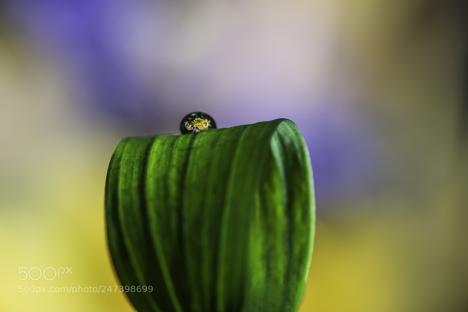 Nikon D810 sample photo. The pedestal photography