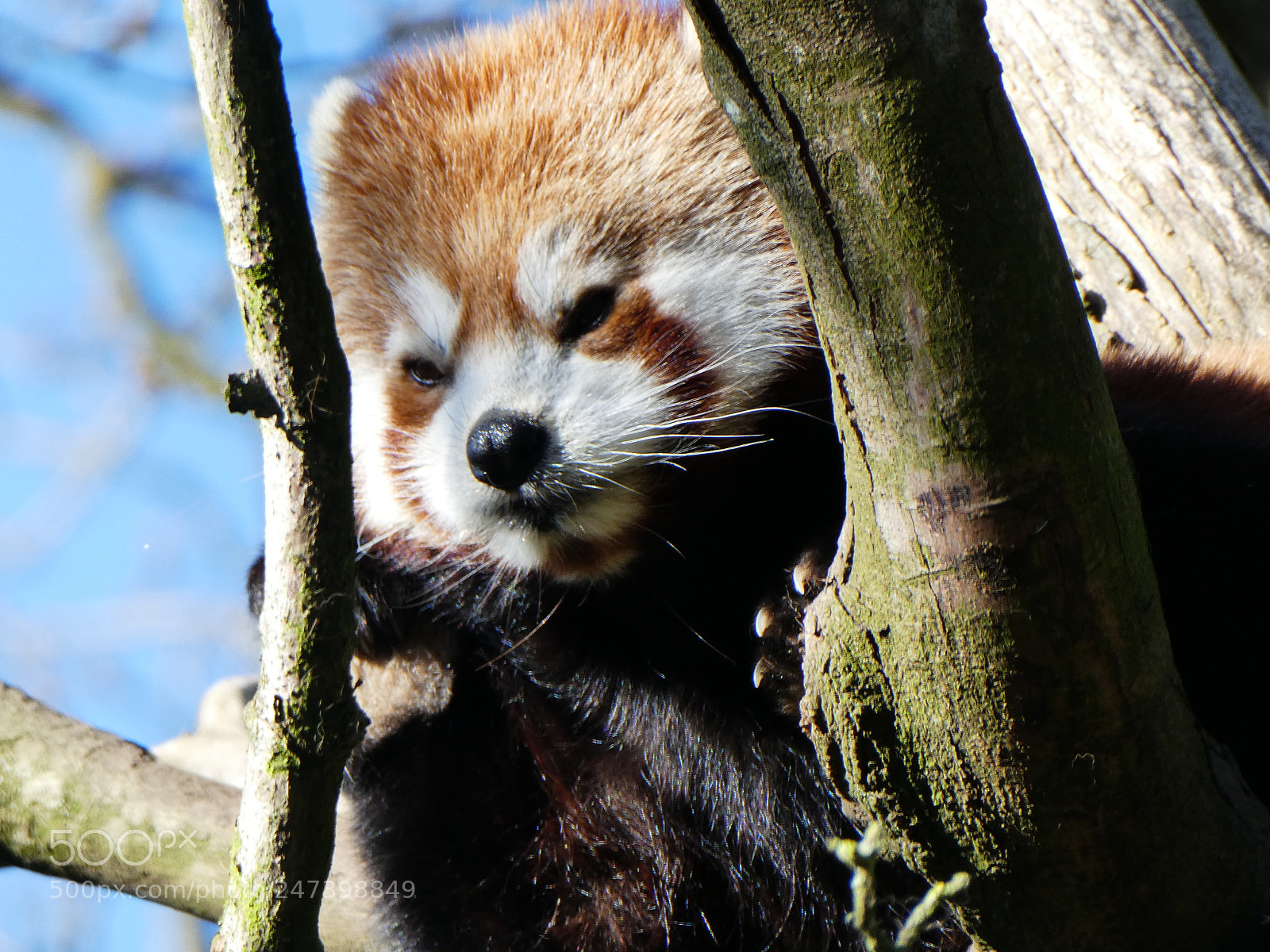 Panasonic DMC-TZ81 sample photo. Red panda photography