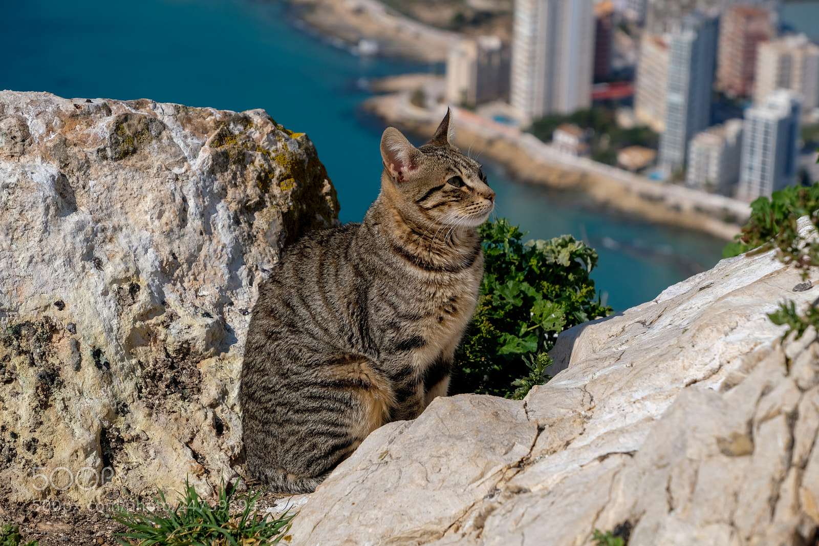 Fujifilm X-T20 sample photo. Downtown cat photography