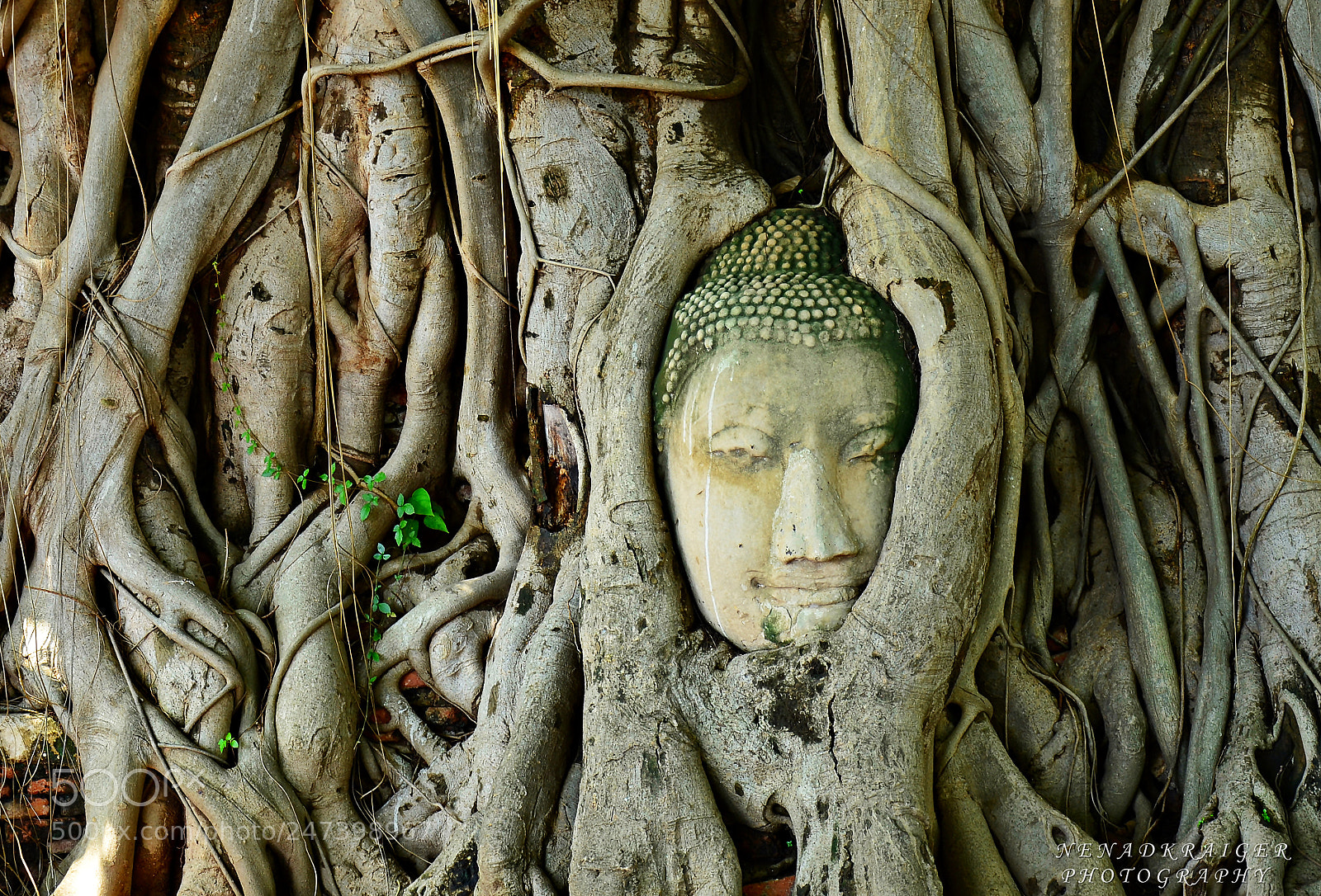 Nikon D5100 sample photo. Entwined buddha photography