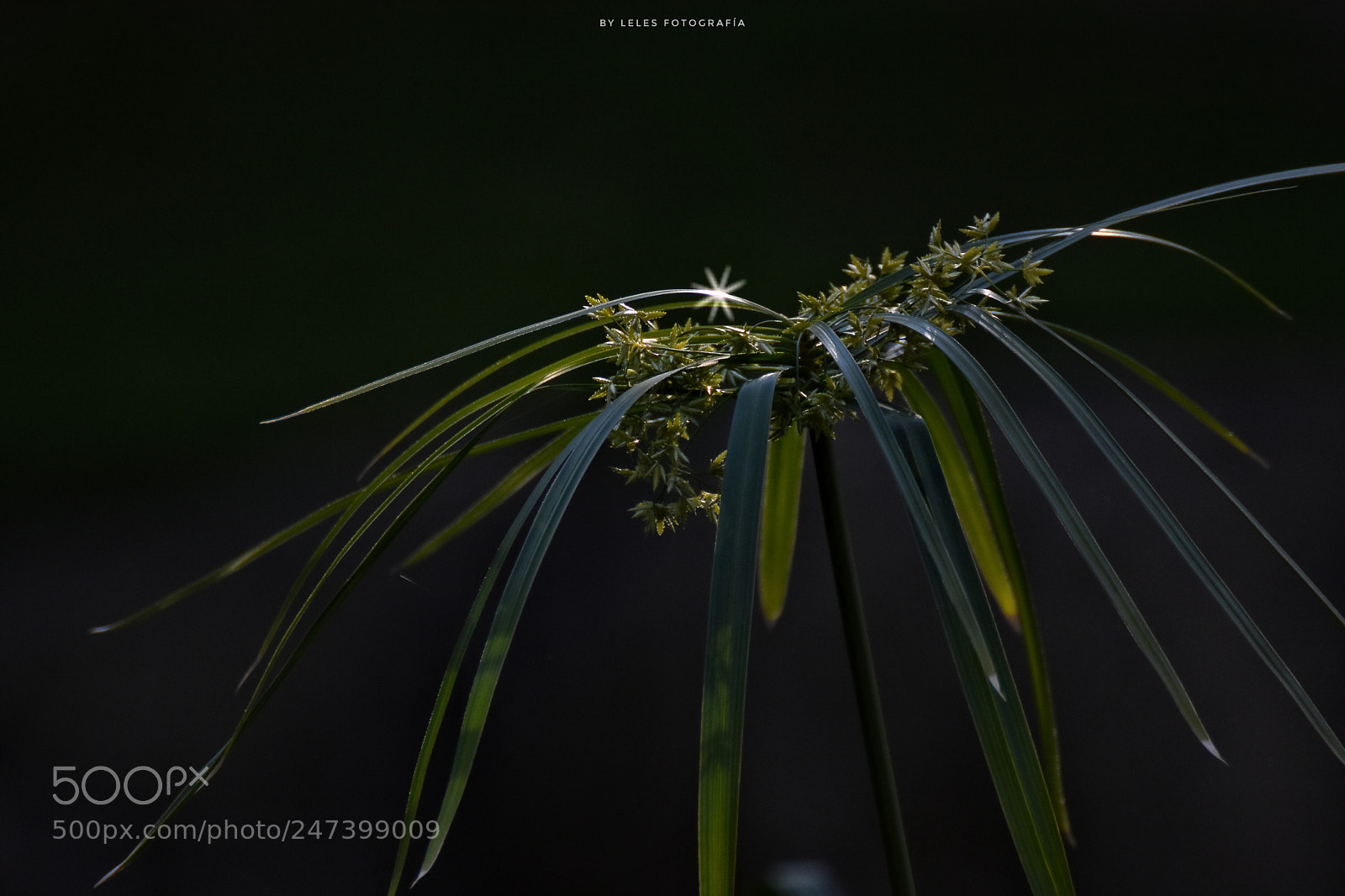 Nikon D7200 sample photo. Star photography