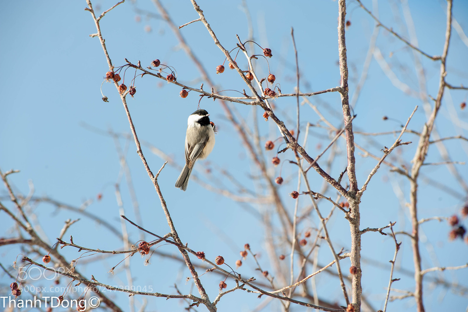 Nikon D700 sample photo. Black-capped chickadee photography