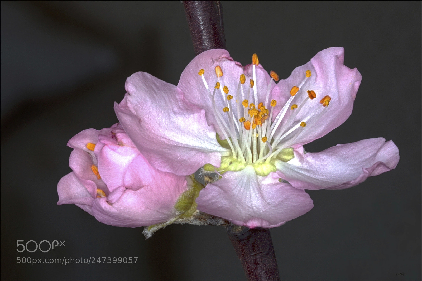 Sony ILCA-77M2 sample photo. Rose tree of china photography