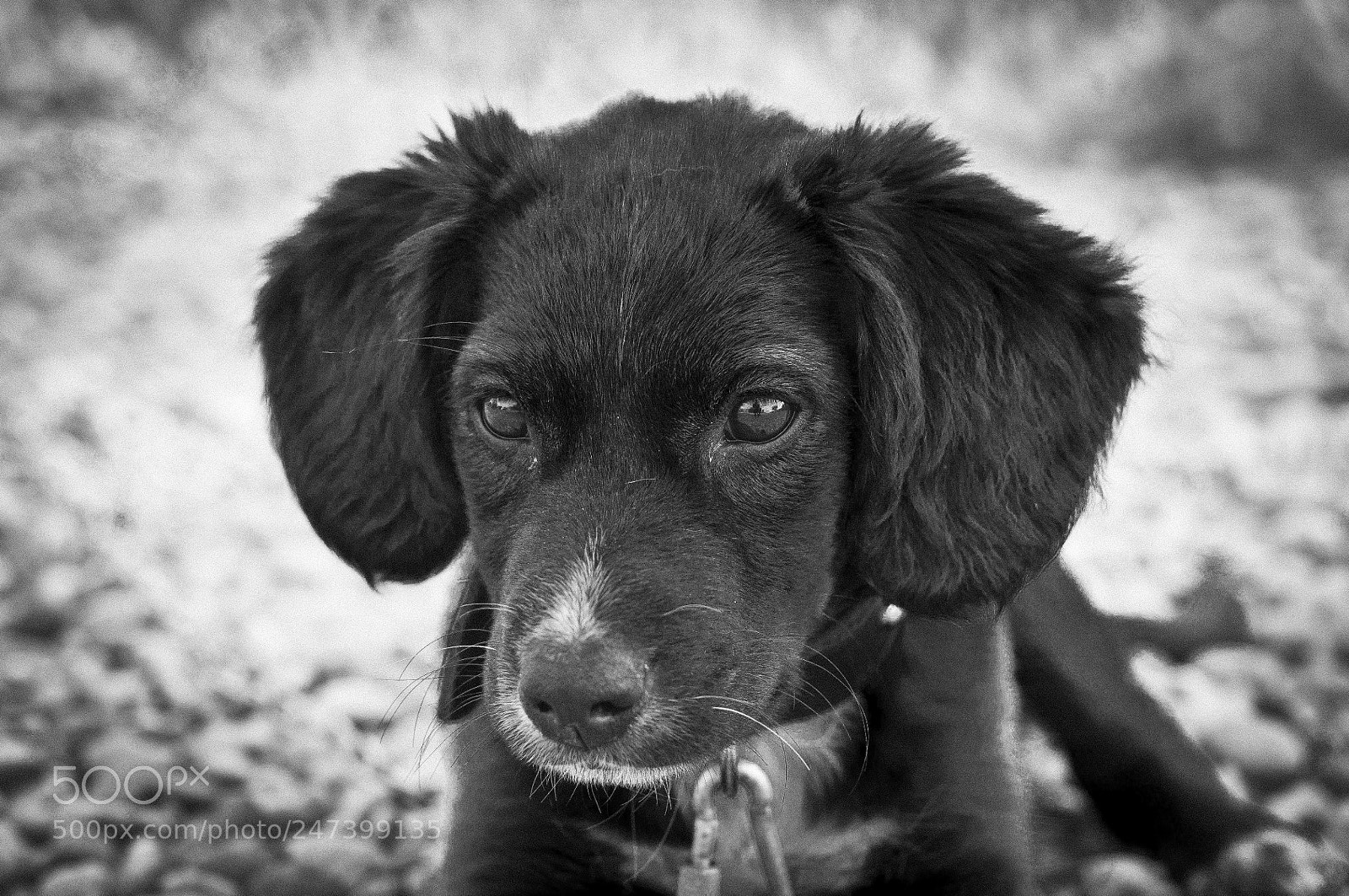 Nikon D90 sample photo. Doggy photography