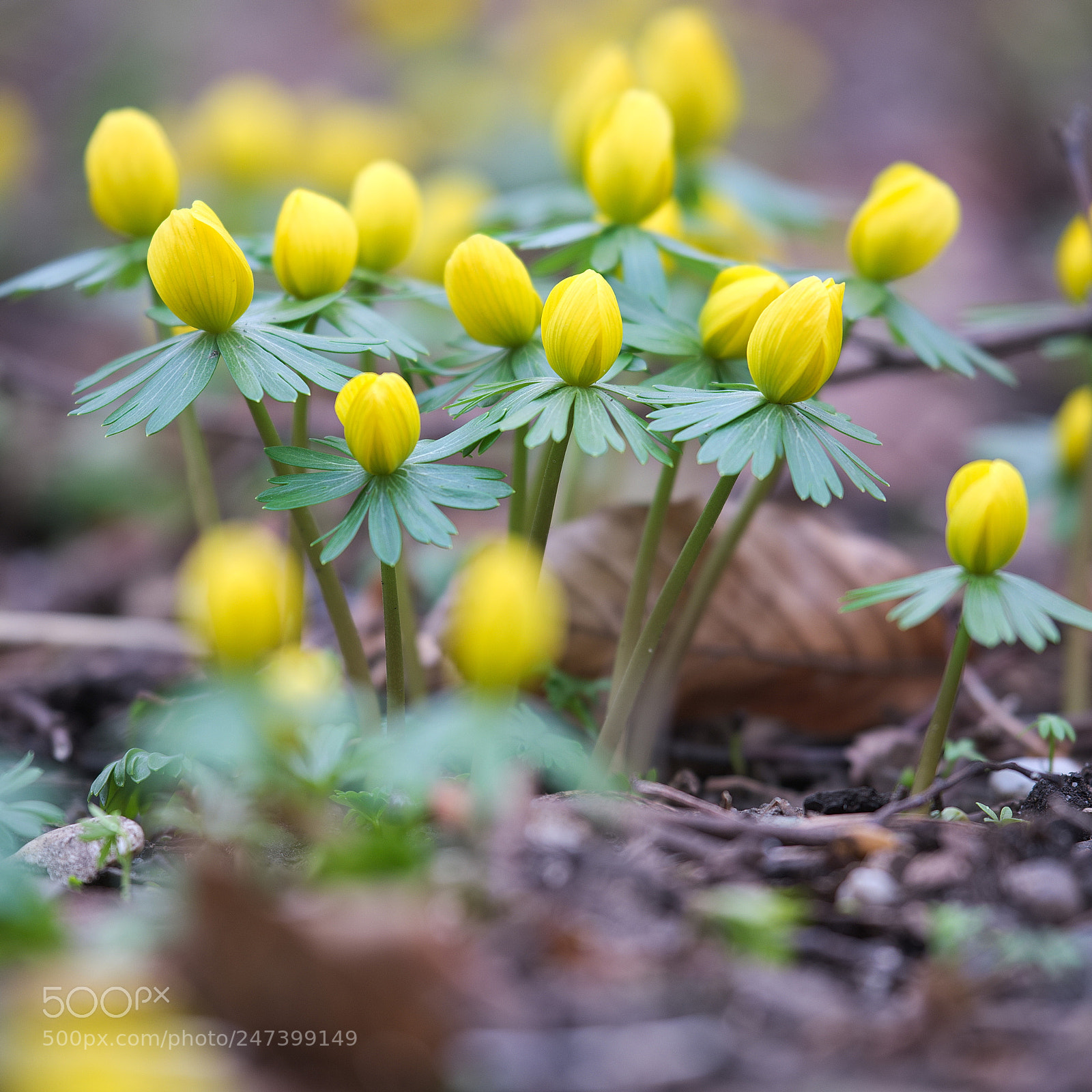 Fujifilm X-T20 sample photo. Eranthis hyemalis photography