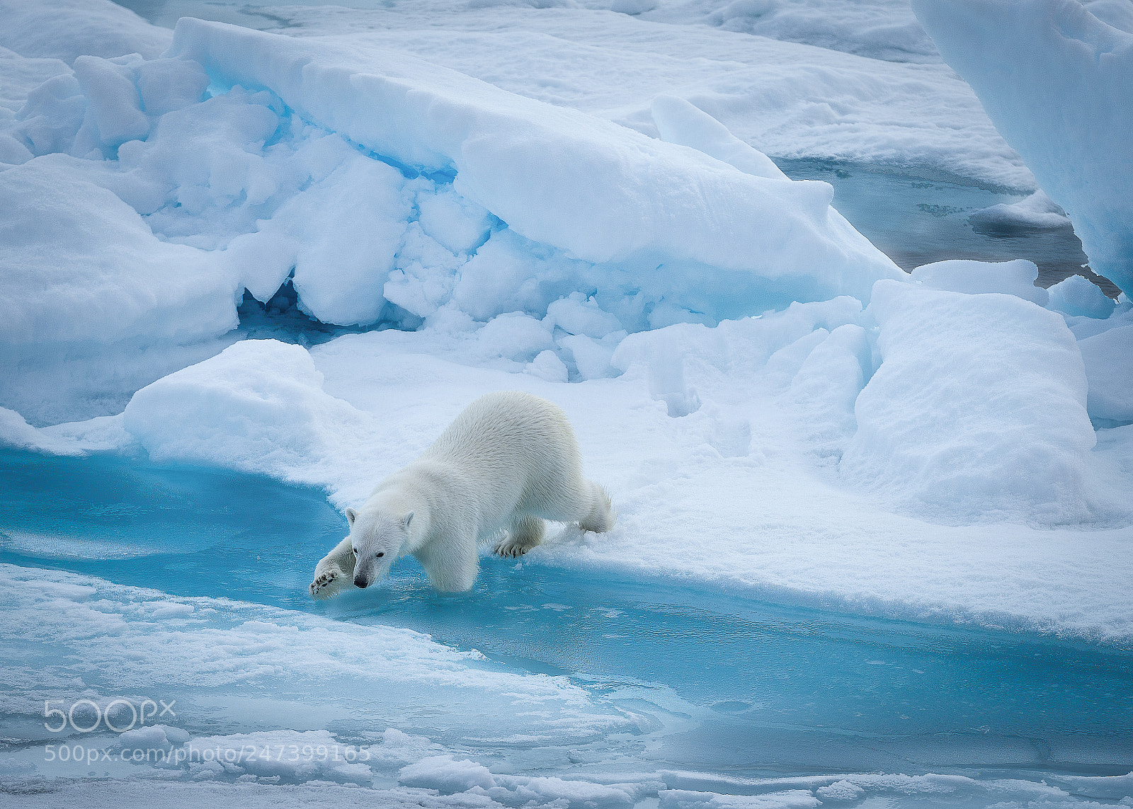 Nikon D800 sample photo. Arctic king photography