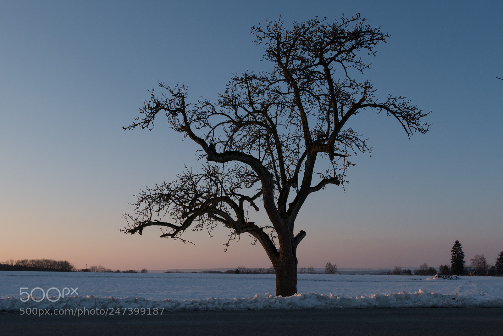 Panasonic DMC-G70 sample photo. Tree in winter photography