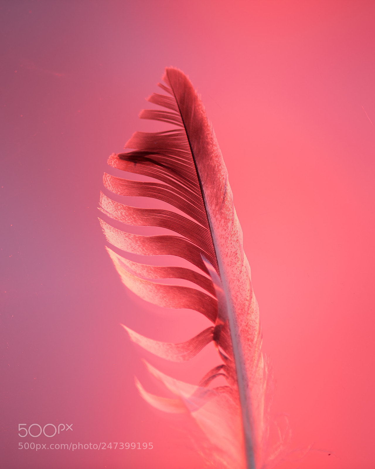 Nikon D810 sample photo. The feather photography