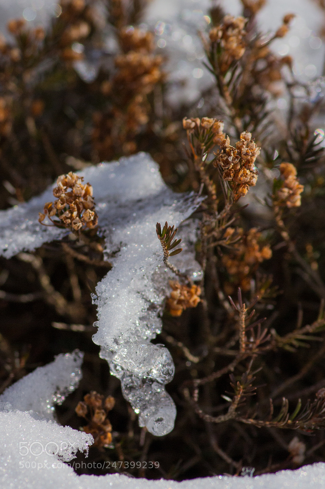 Canon EOS 100D (EOS Rebel SL1 / EOS Kiss X7) sample photo. Snowy flower photography