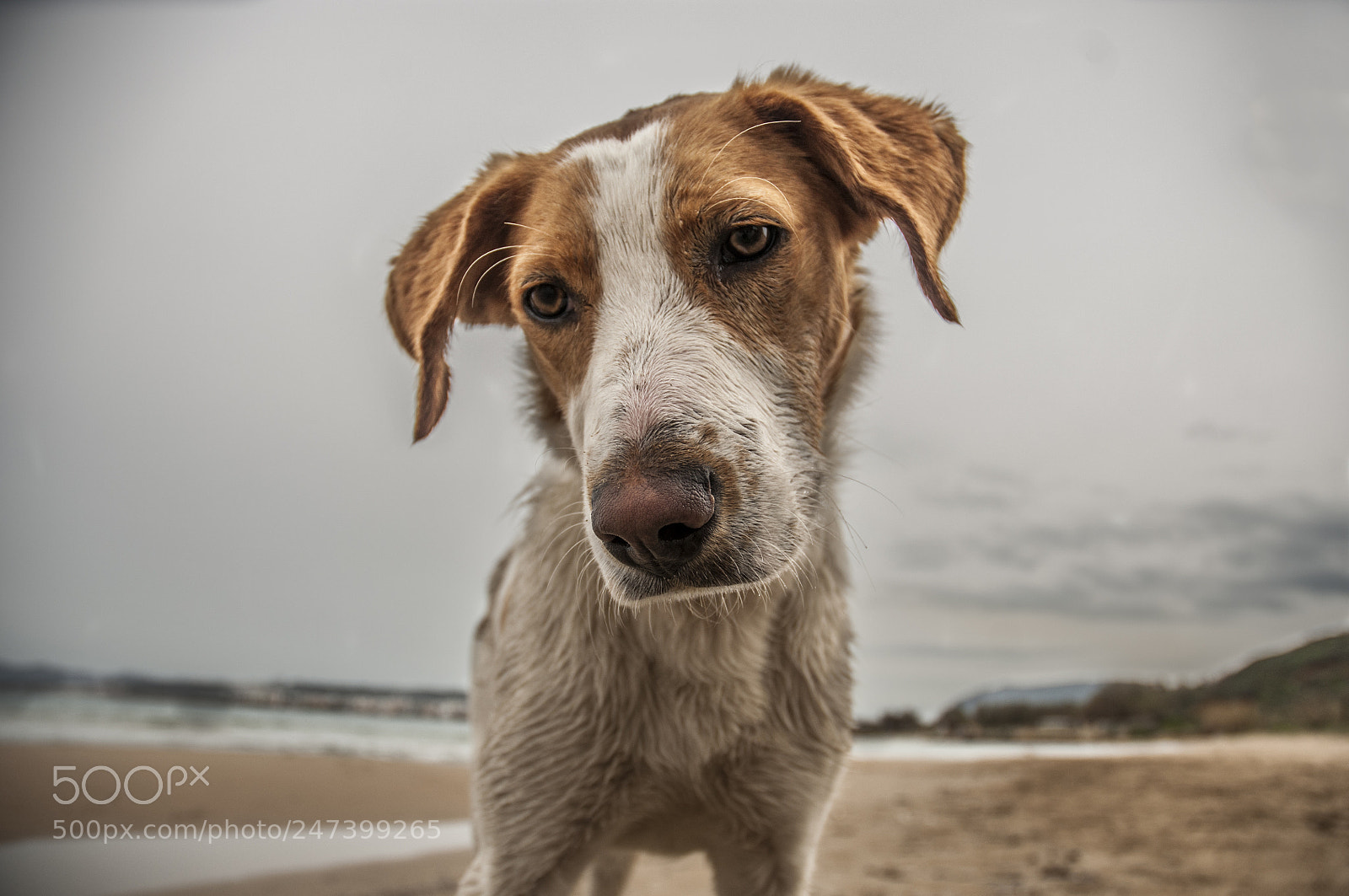 Nikon D300 sample photo. Curius dog photography