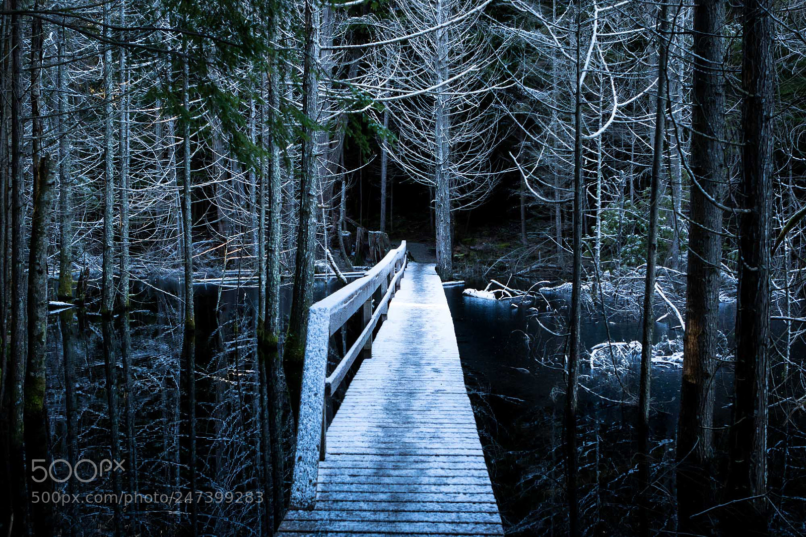 Canon EOS 7D Mark II sample photo. Into the forest photography