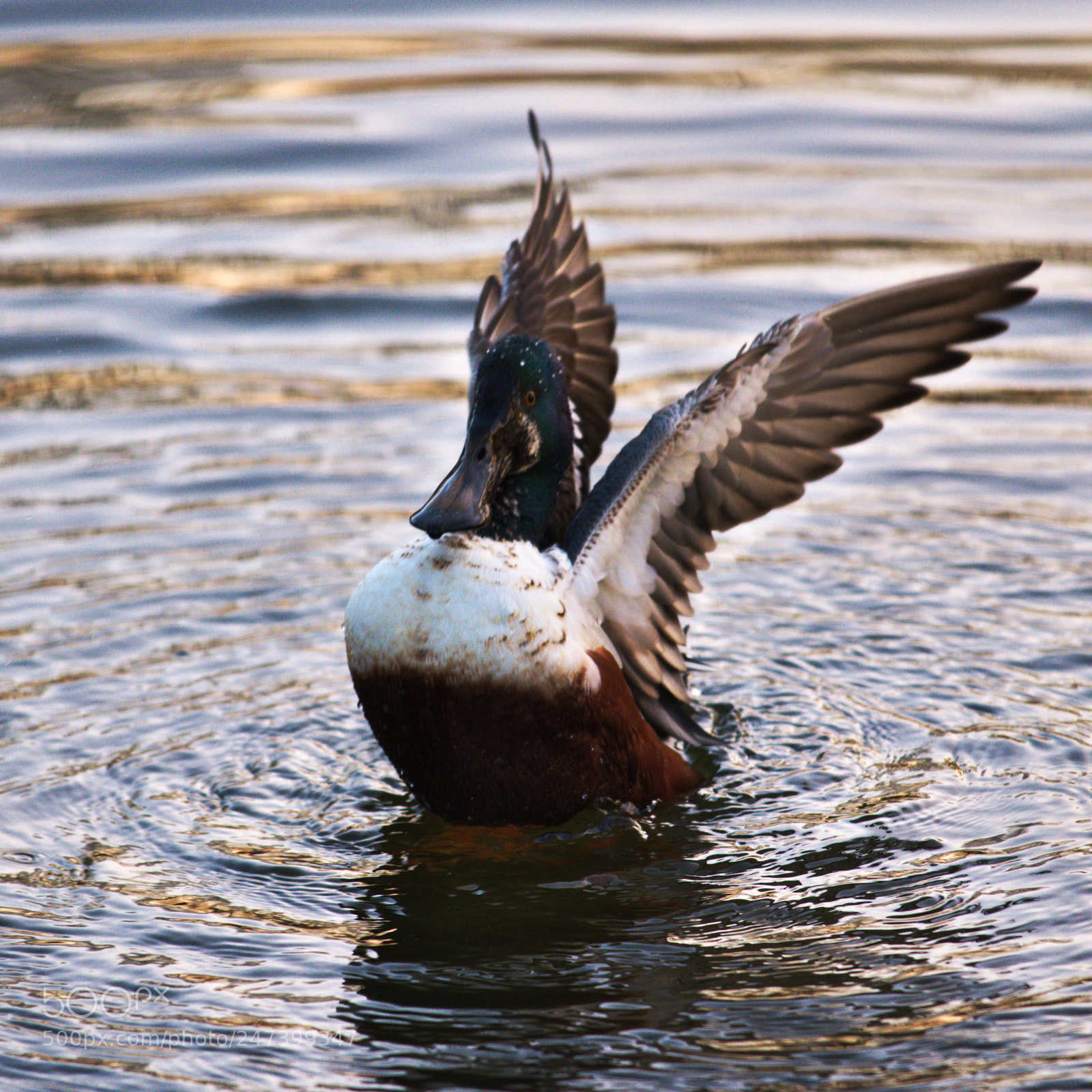 Fujifilm X-T20 sample photo. Northern shoveler photography