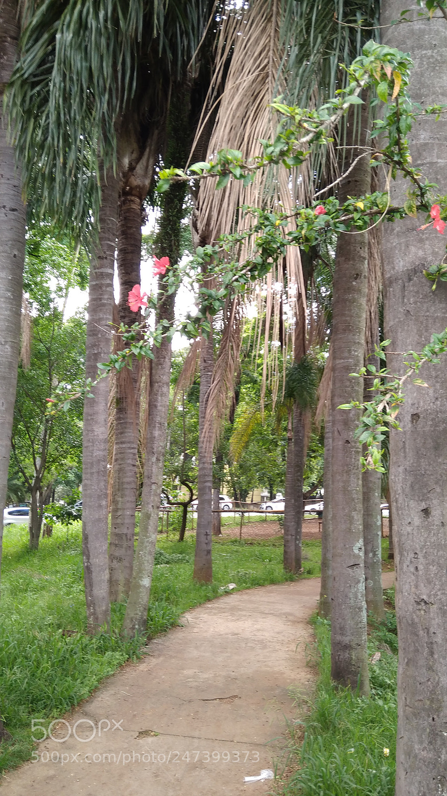 Xiaomi Redmi 4A sample photo. Img_20171129_093058.jpg photography