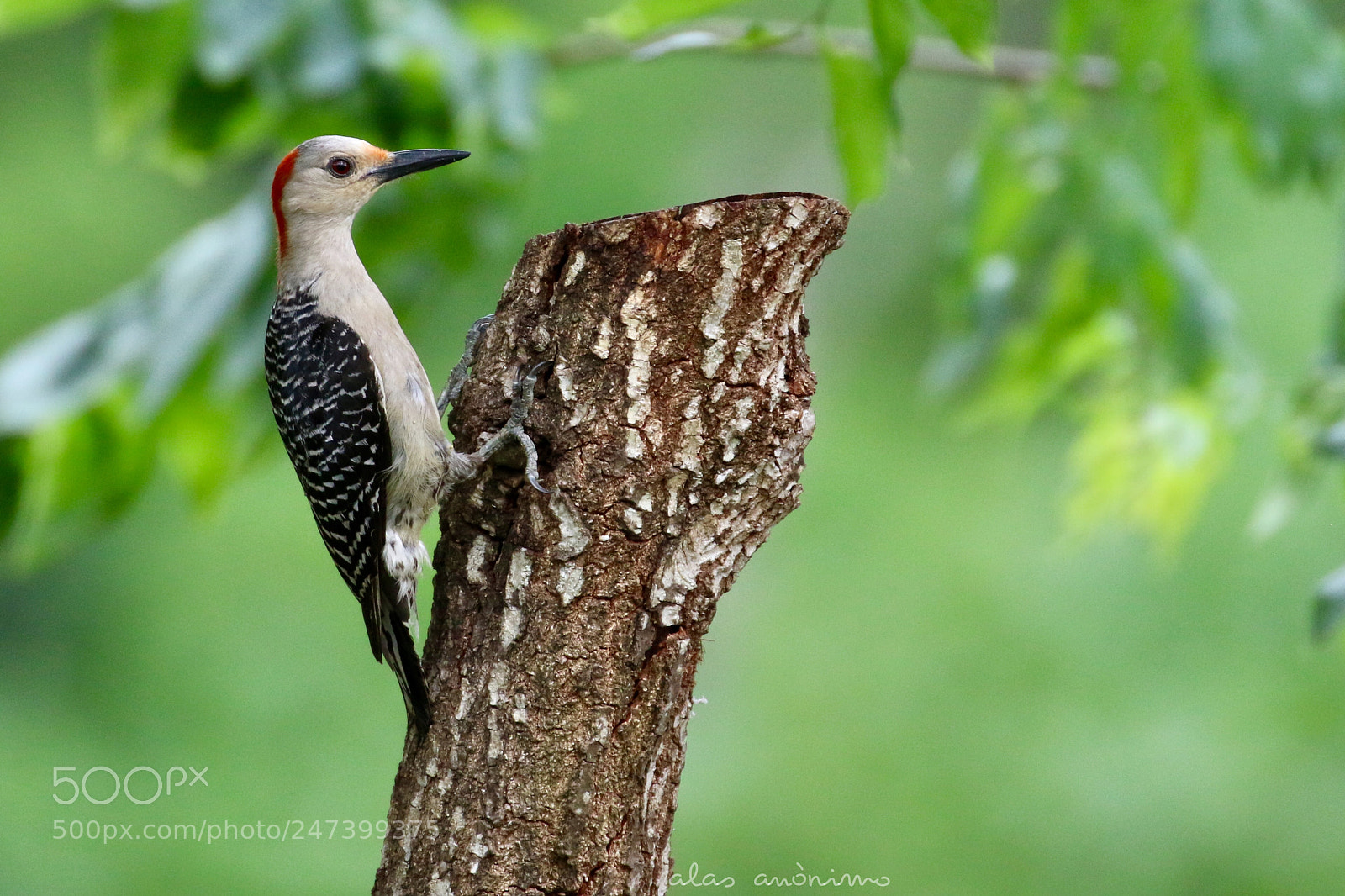Canon EOS 7D Mark II sample photo. Red-bellied woodpecker..... female. photography