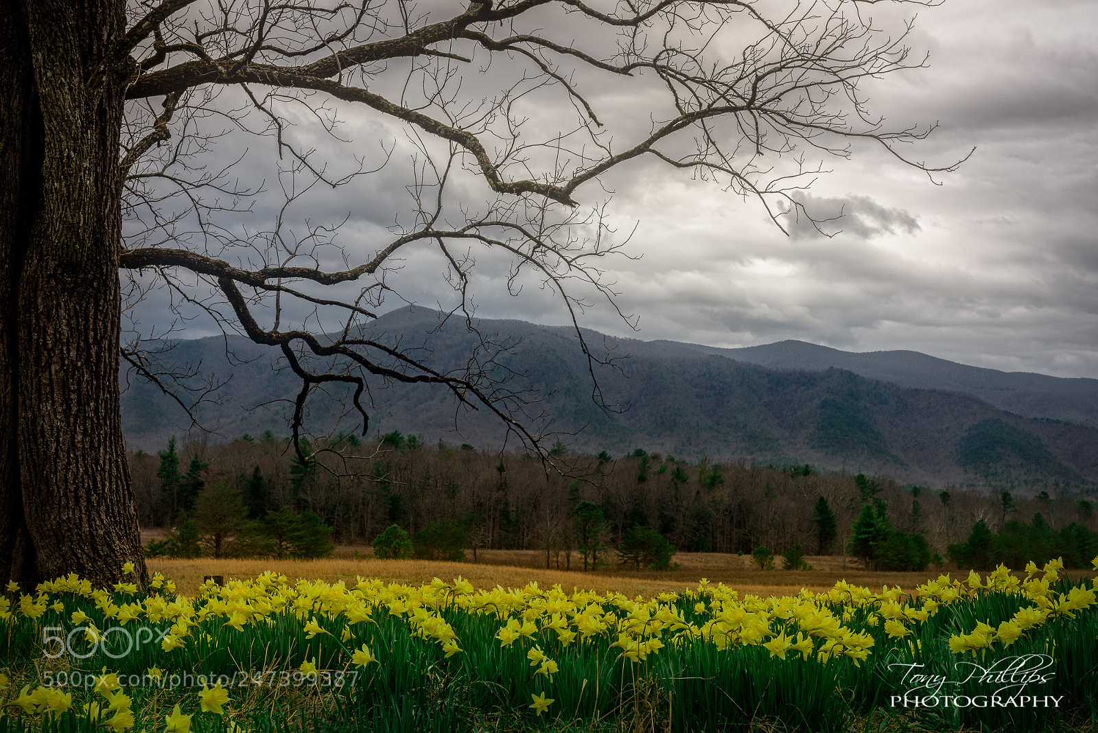 Nikon D810 sample photo. Daffodil hill photography