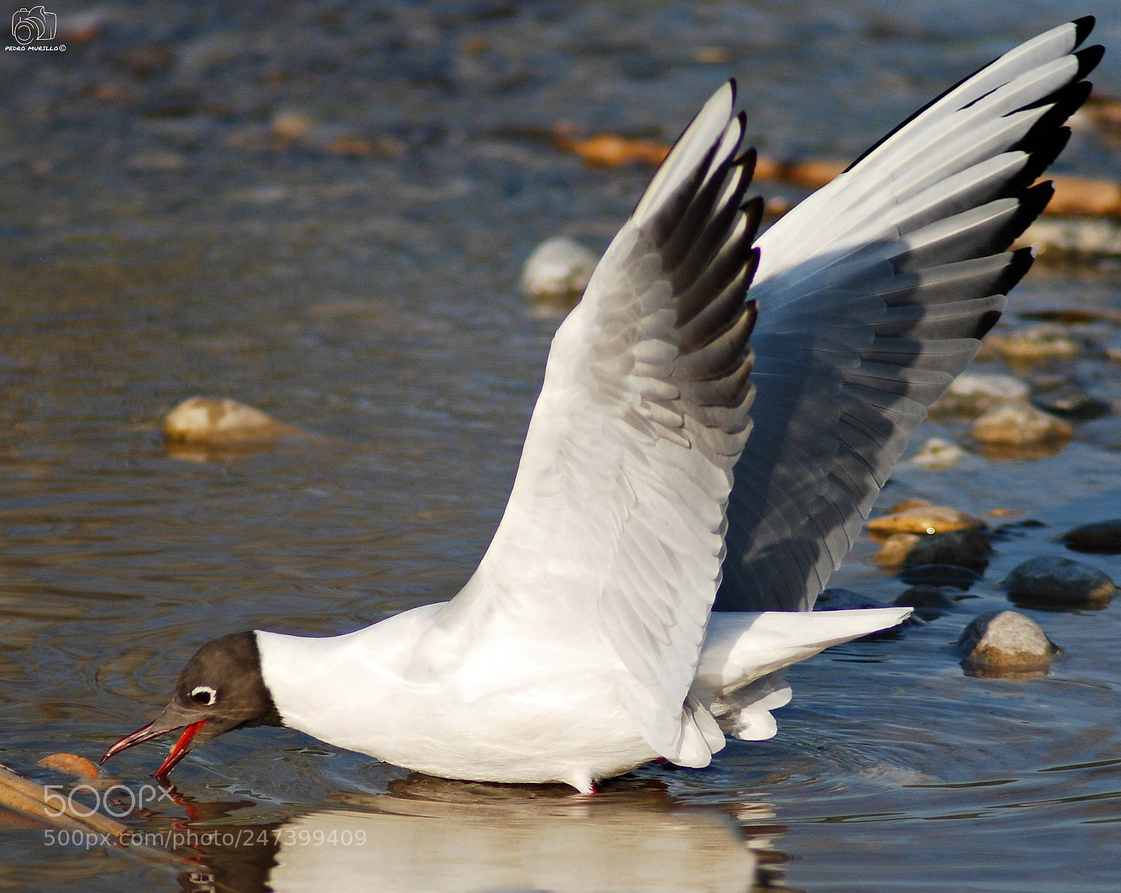 Nikon D60 sample photo. Untitled photography