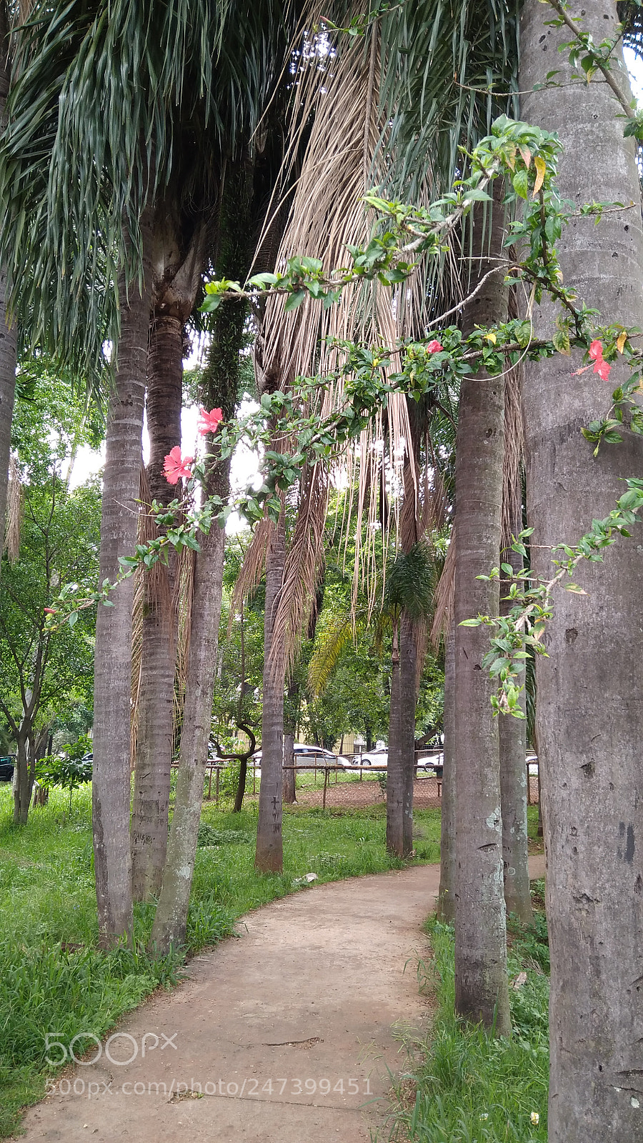 Xiaomi Redmi 4A sample photo. Img_20171129_093100.jpg photography