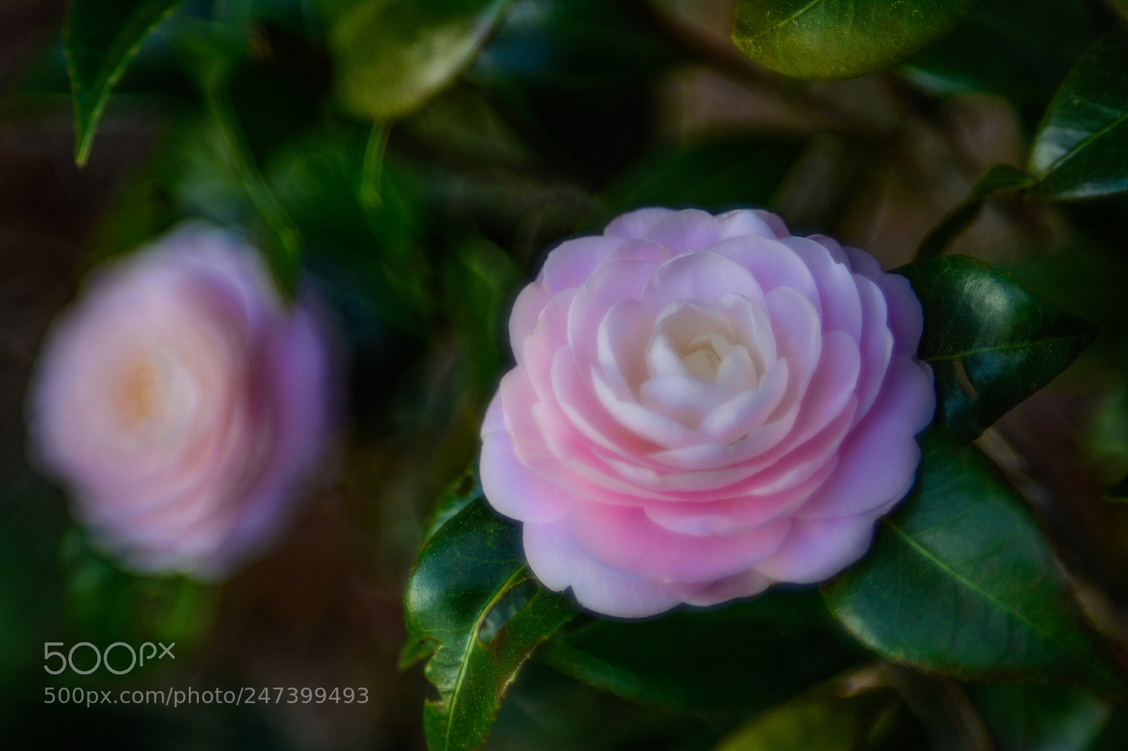 Nikon D7100 sample photo. Pink camellia photography
