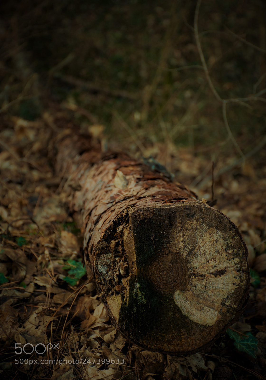 Nikon D7200 sample photo. The cut off stump photography