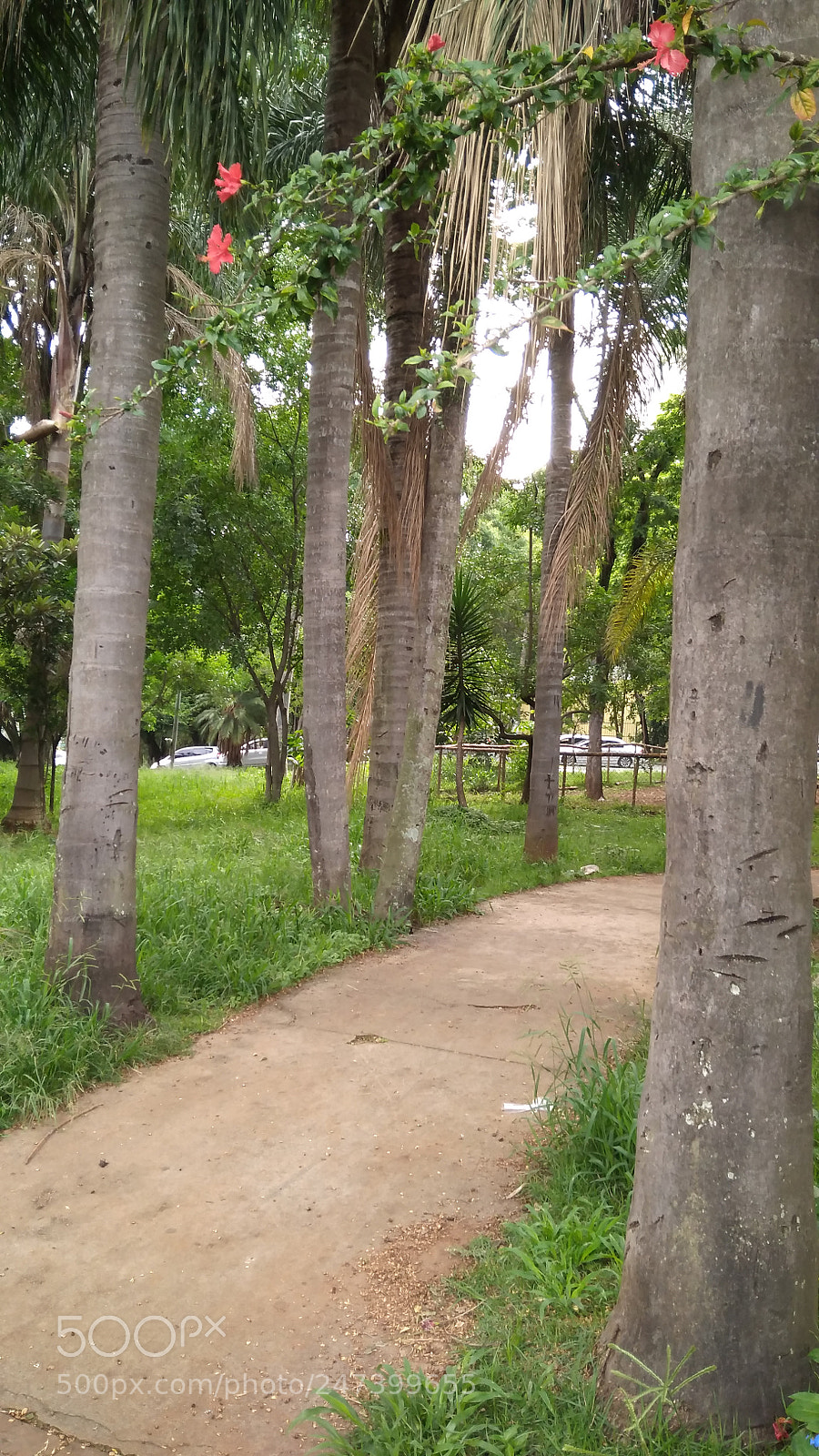 Xiaomi Redmi 4A sample photo. Img_20171129_093109.jpg photography