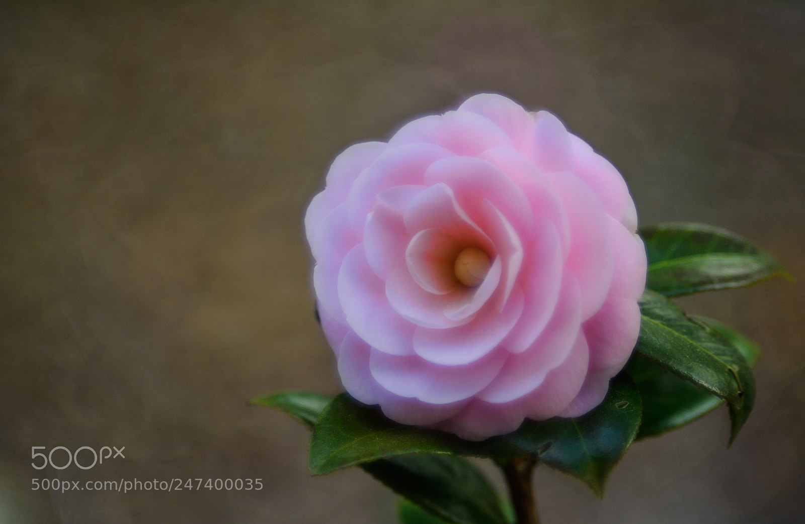 Nikon D7100 sample photo. Pink camellia photography